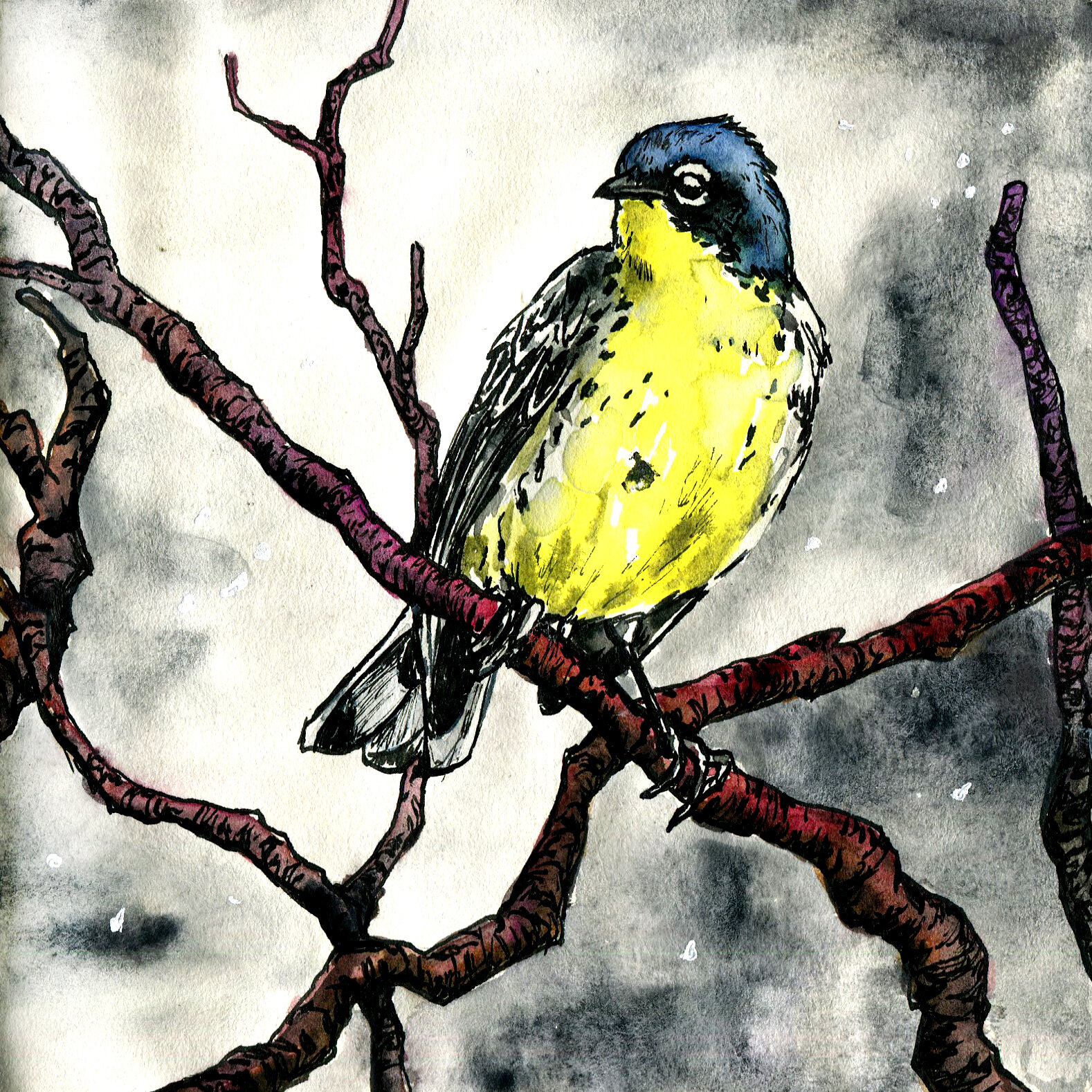 Kirtland's Warbler