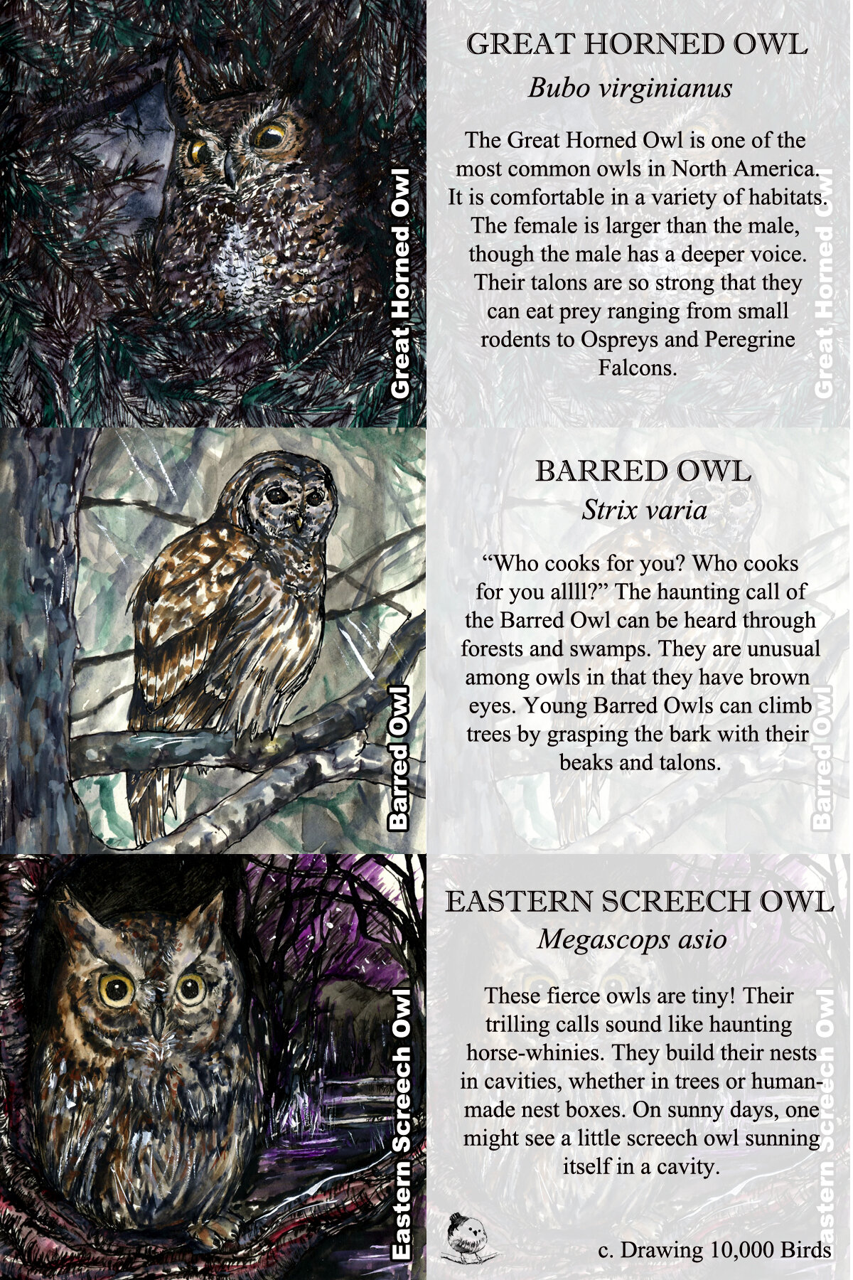 Owls 1 