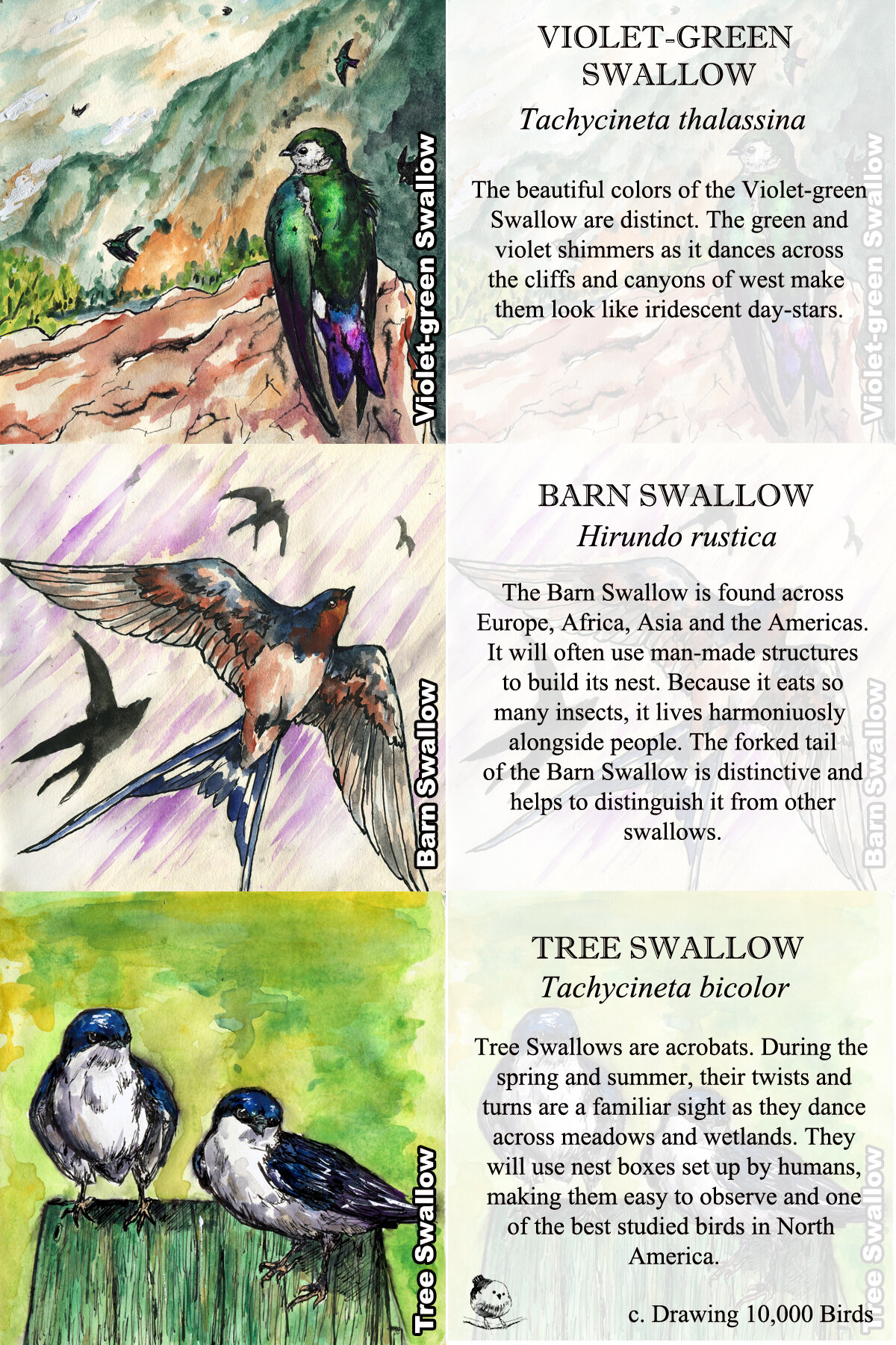 Swallows 