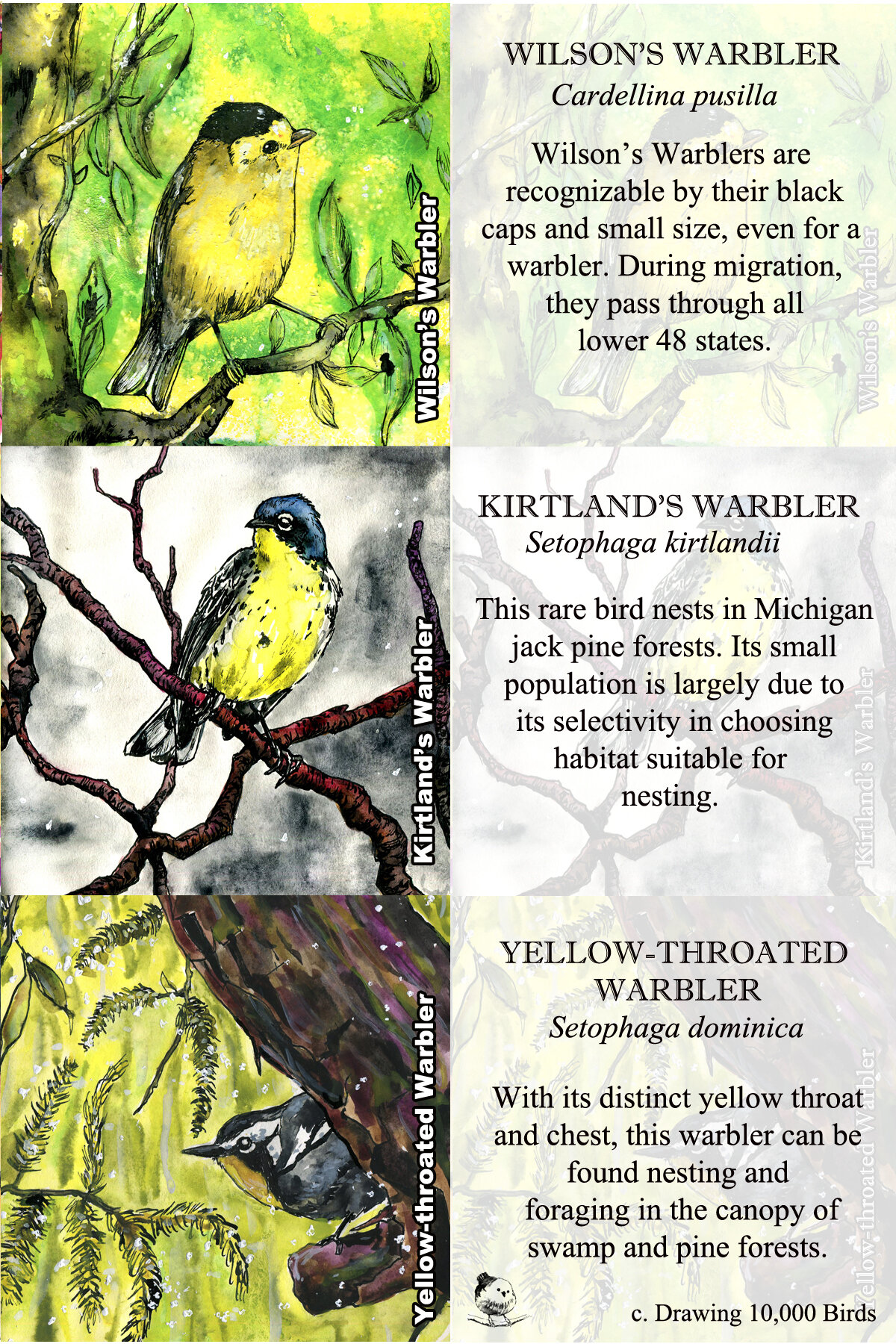 Warblers 1 
