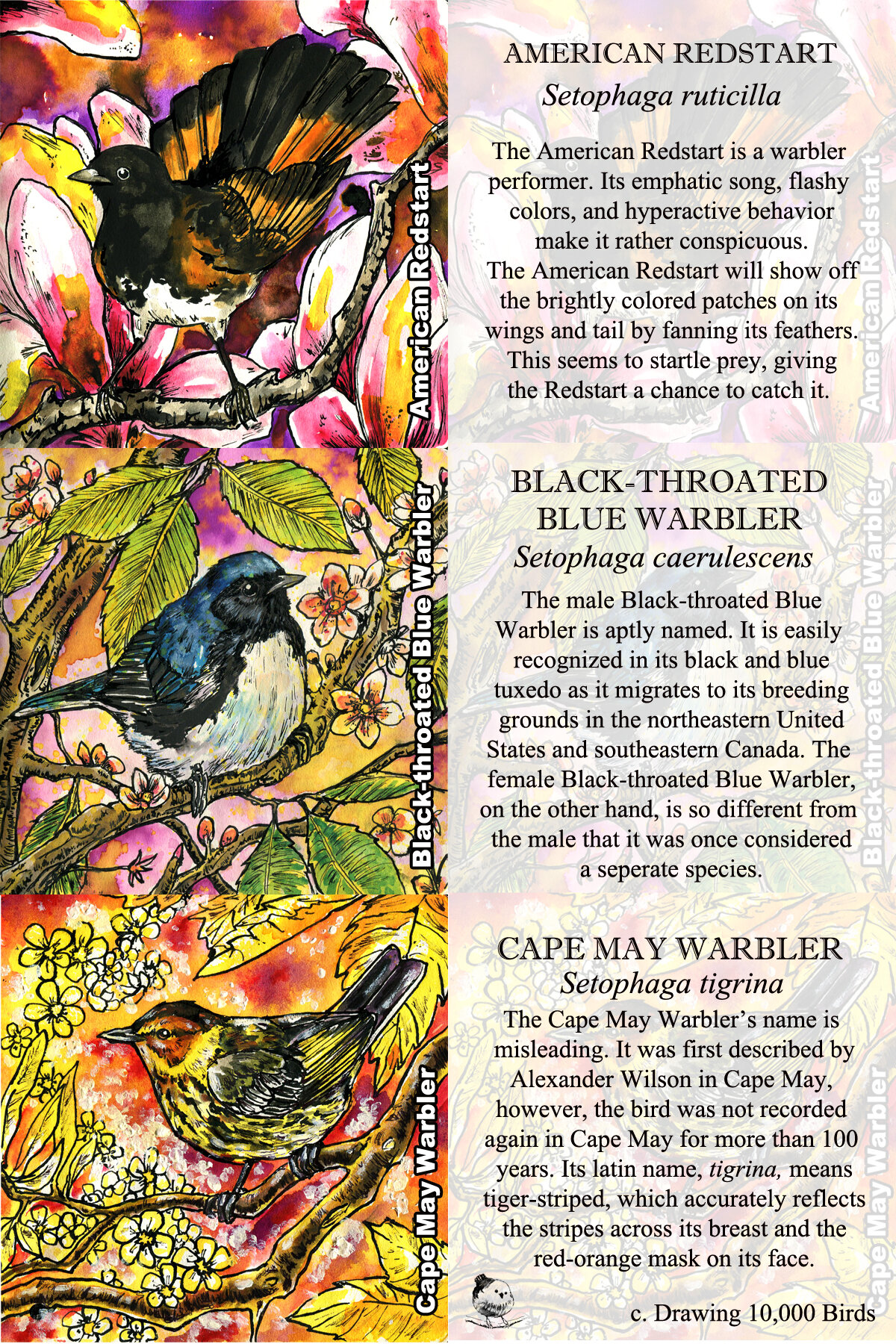 Warblers 5 