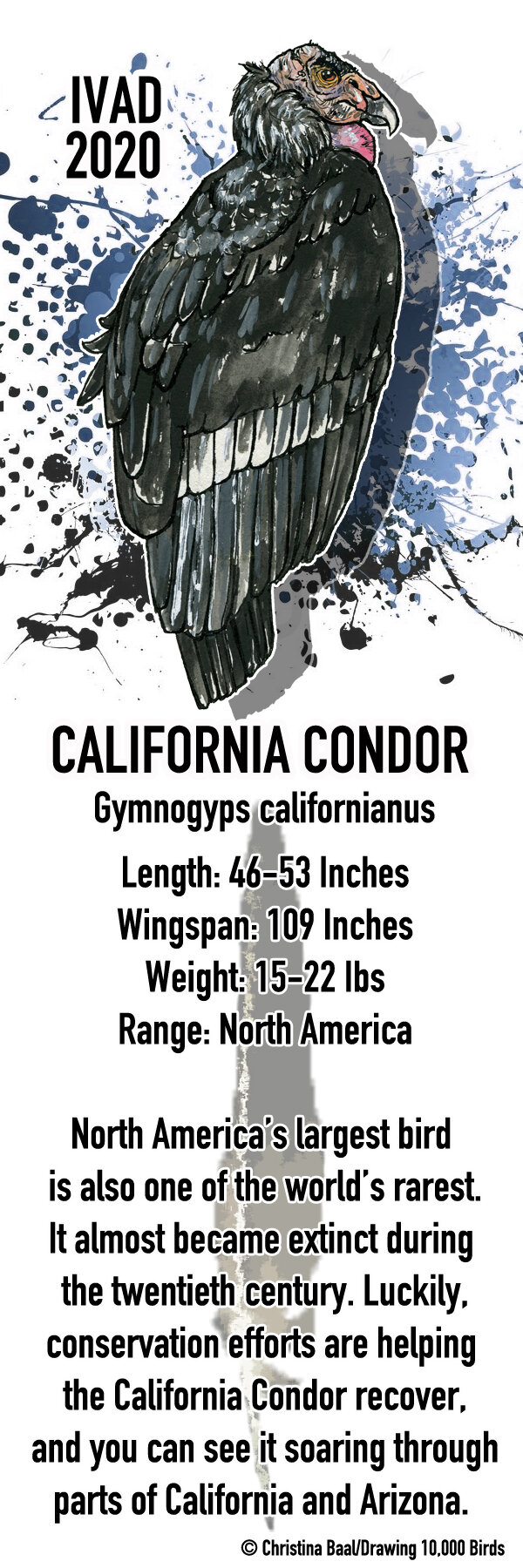 California Condor 