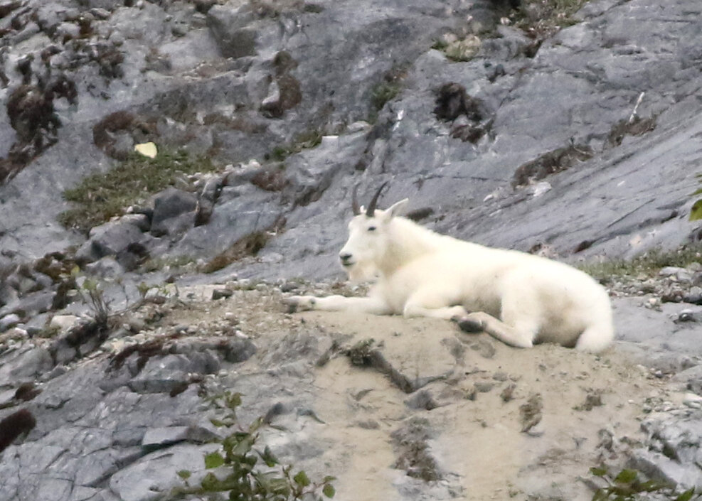 Mountain Goat