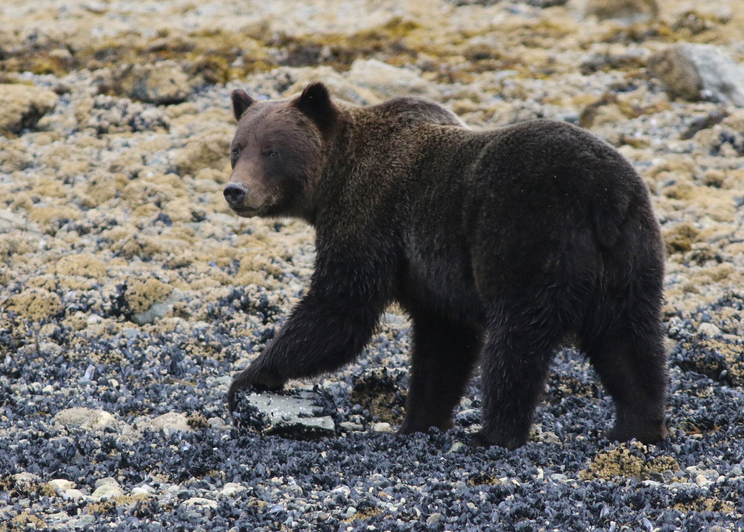 Brown Bear 