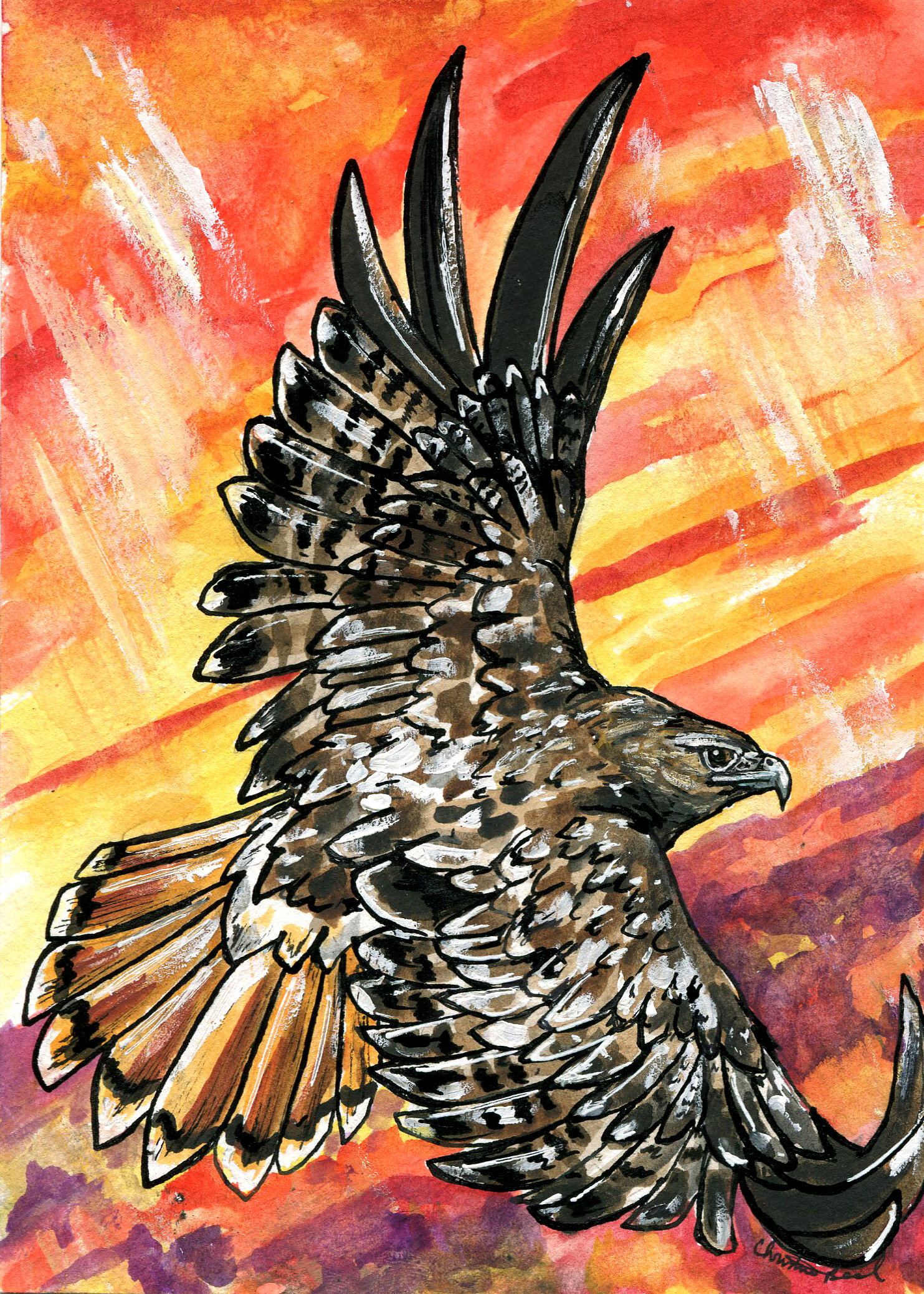 Red Tail Hawk - in Flight 01 by Gary Wilcockson | Artwork Archive
