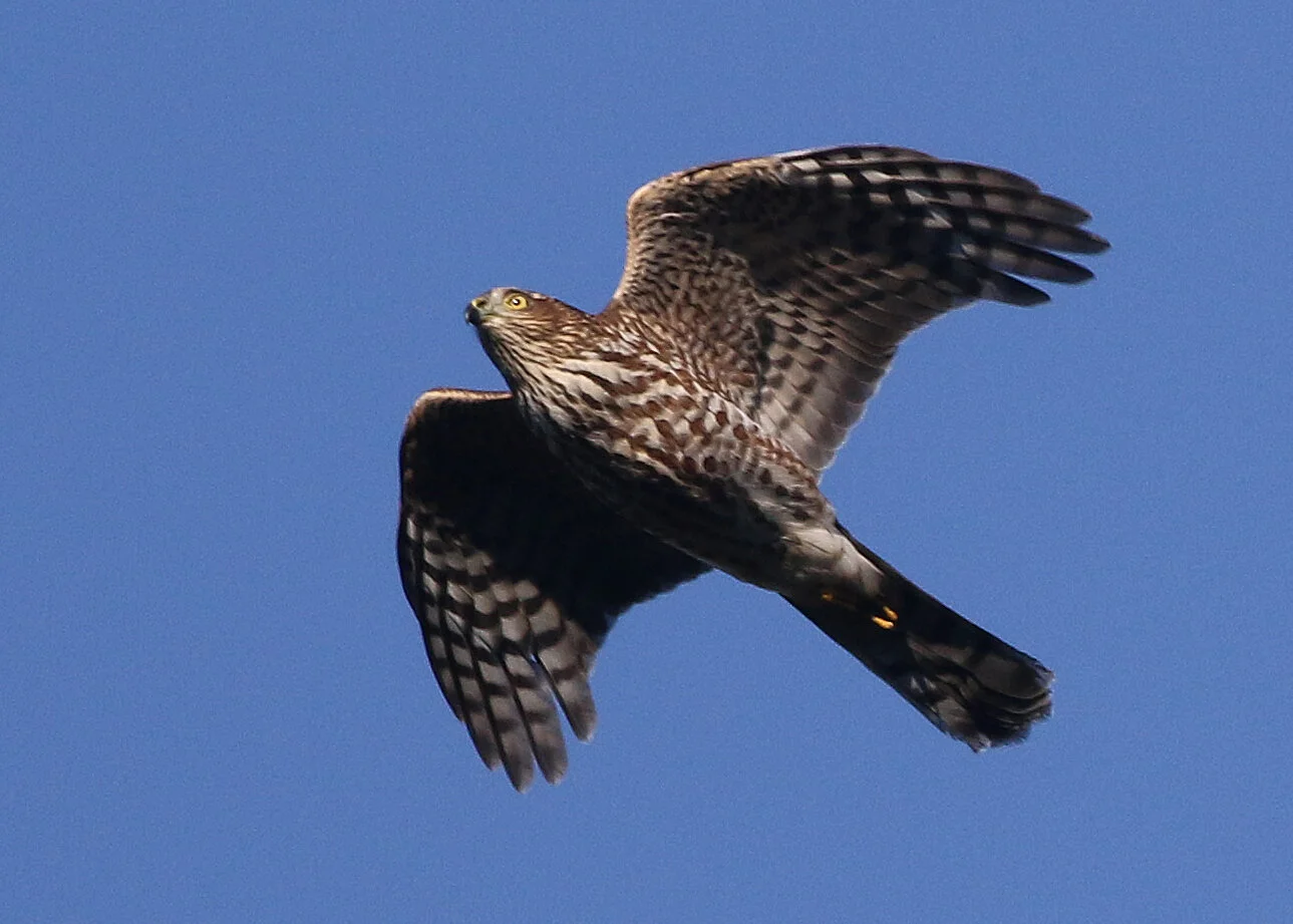 Raptor Roundup: Sharp-shinned Hawk and Cooper's Hawk — Home
