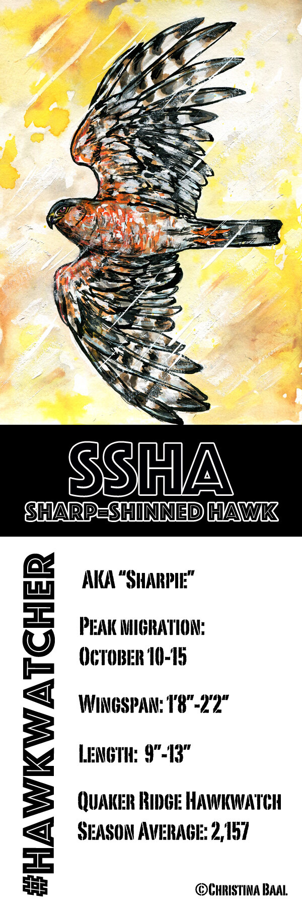 Sharp-shinned Hawk 