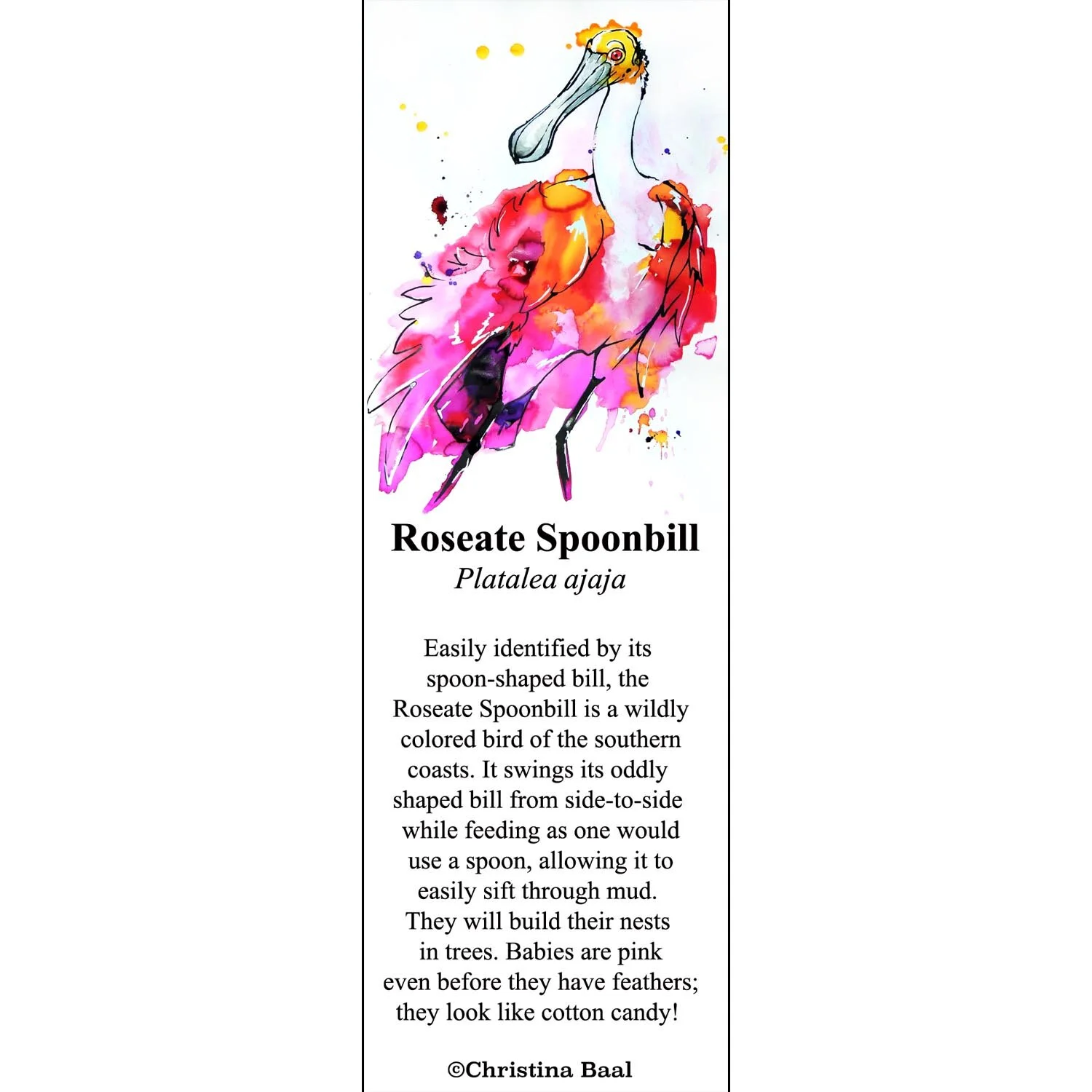 Roseate Spoonbill.jpg