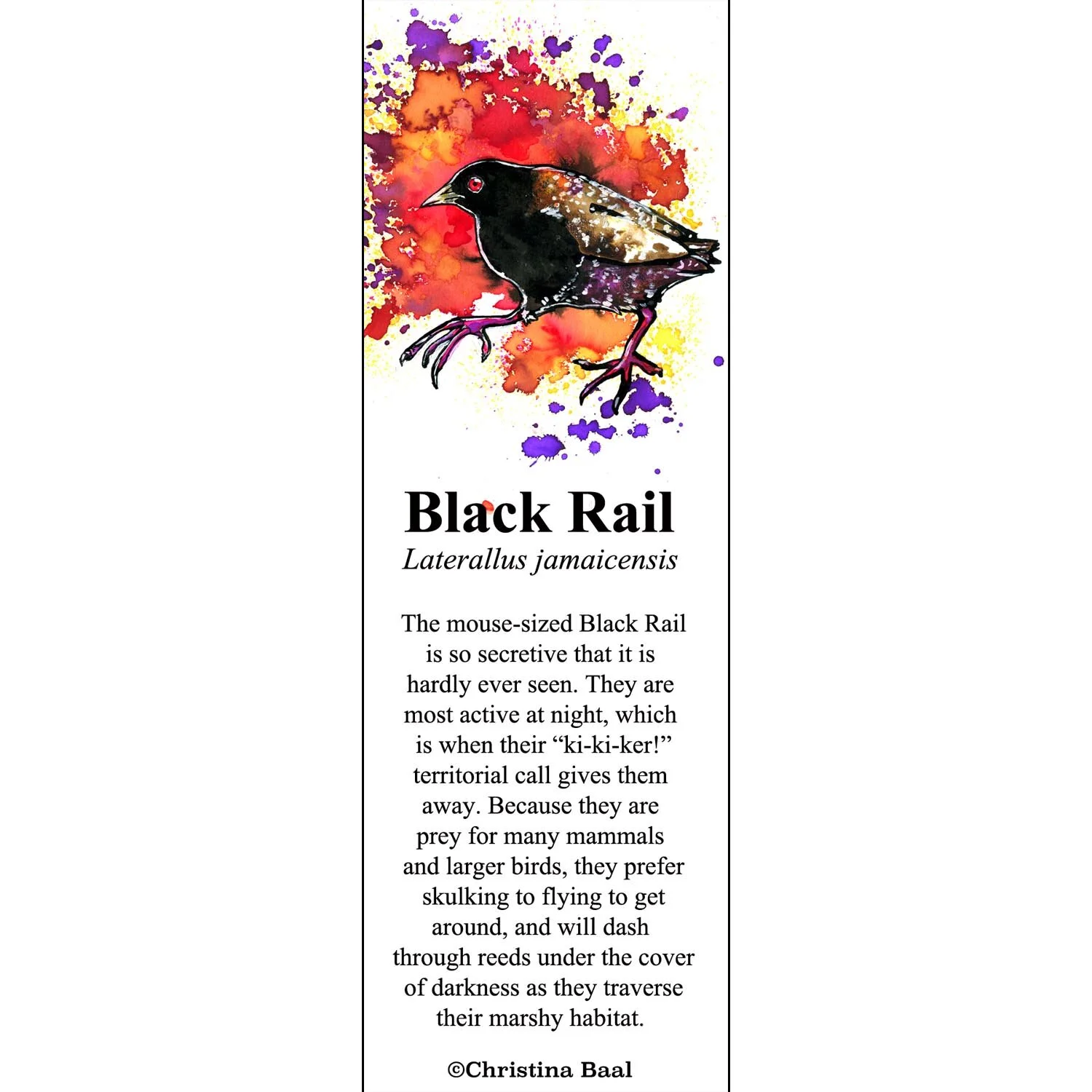 Black Rail.jpg
