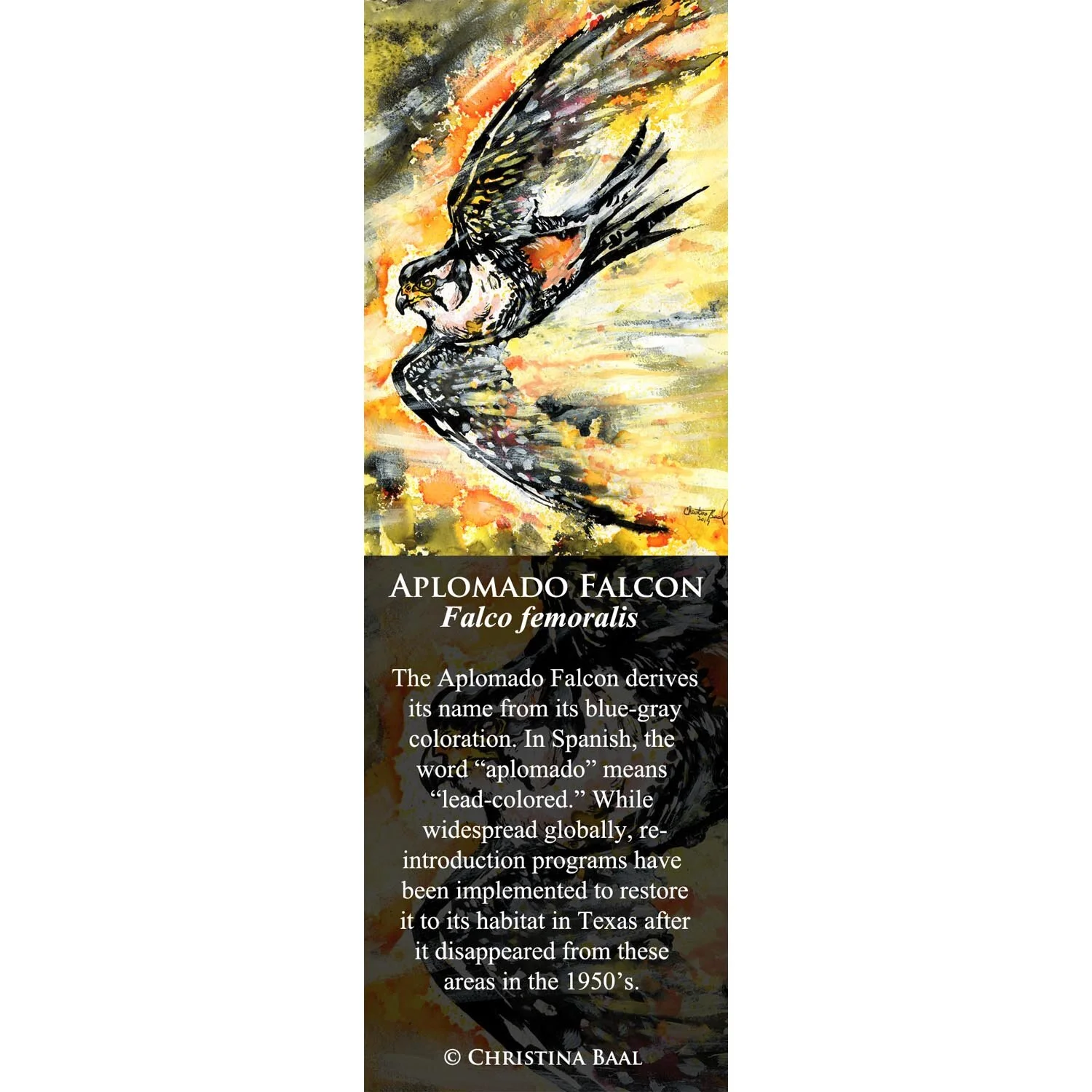 Aplomado Falcon.jpg