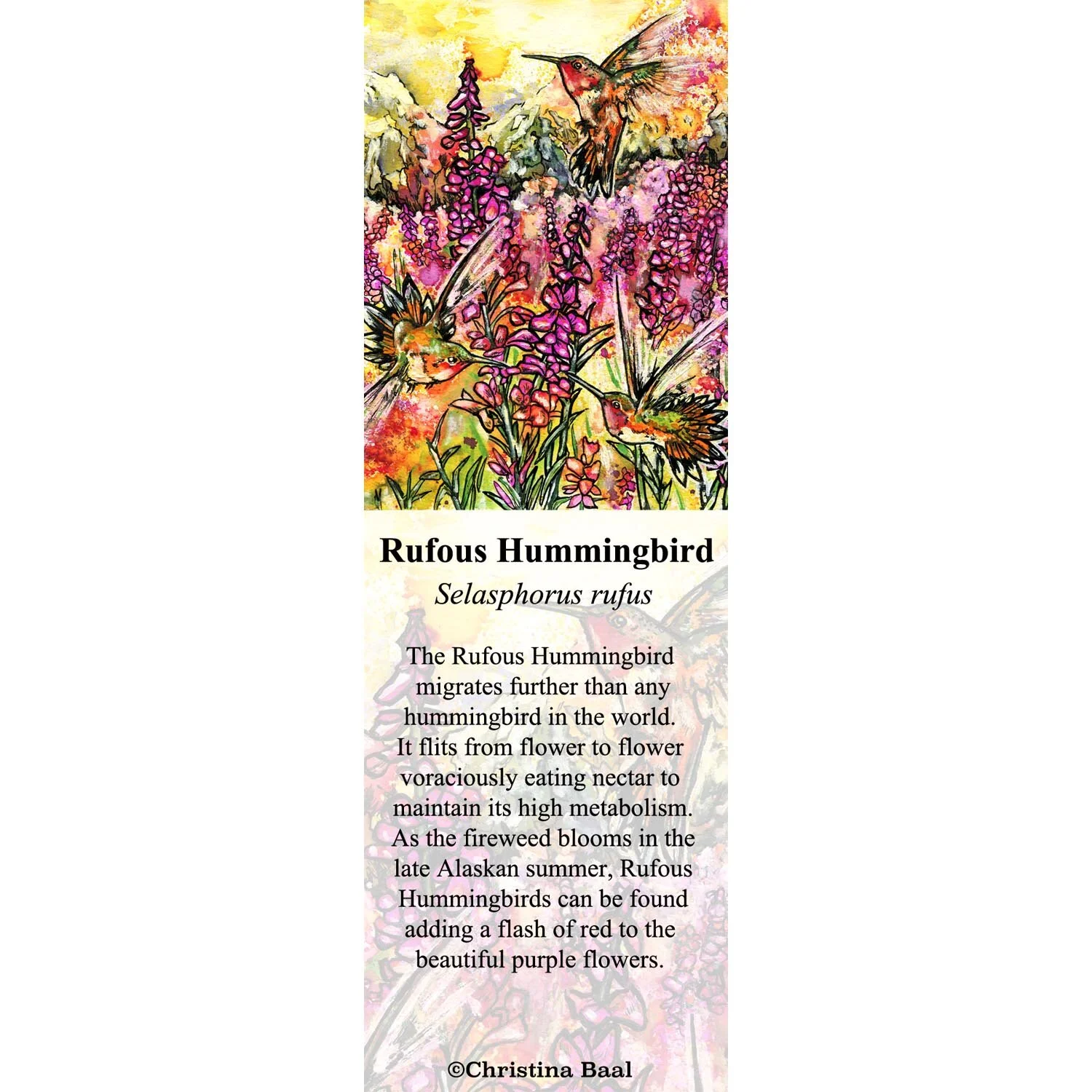 Rufous Hummingbird.jpg