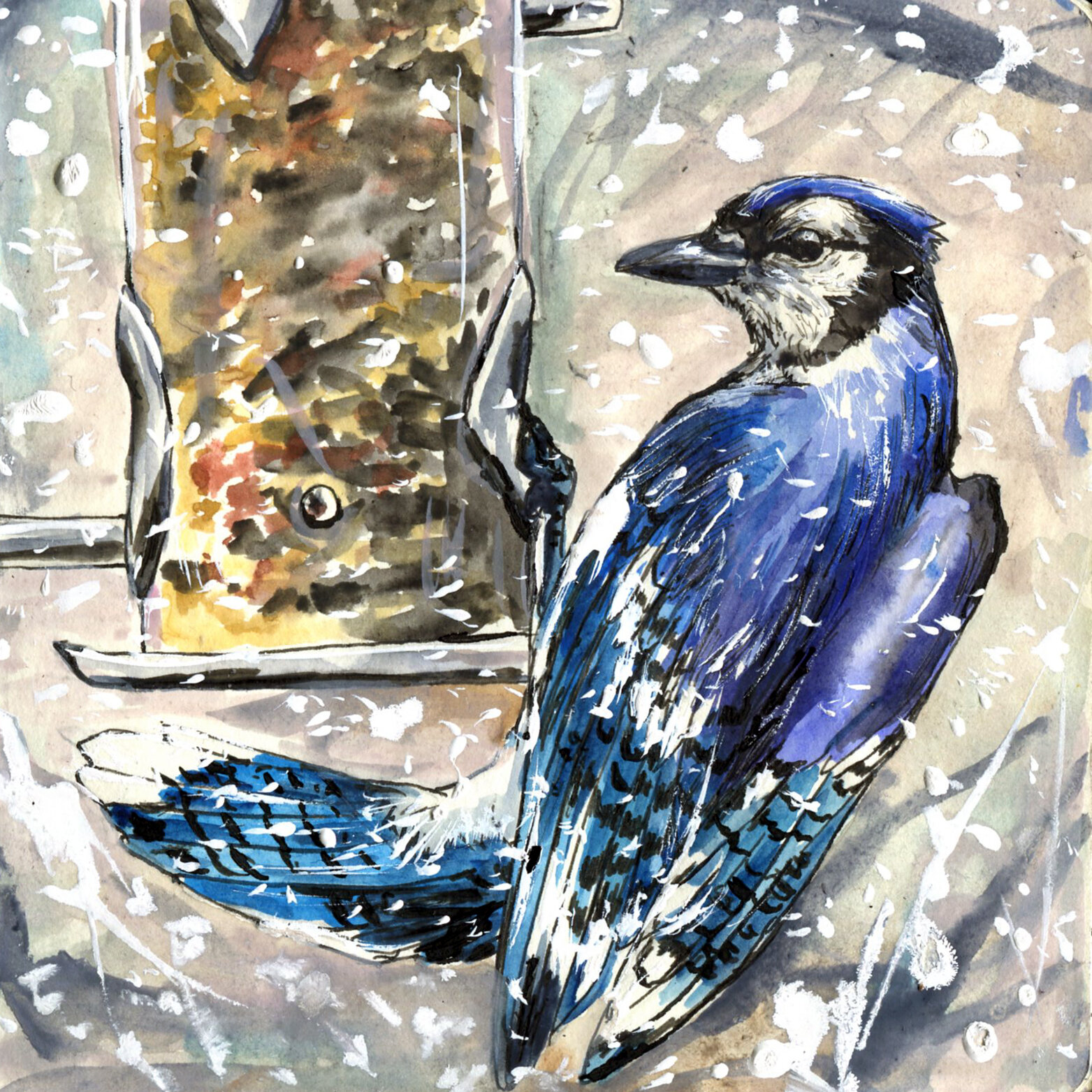 Blue Jay