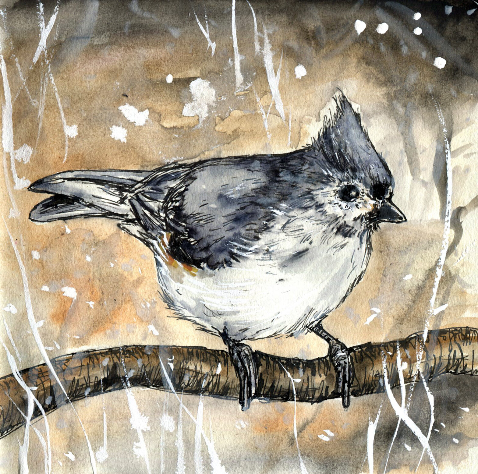 Tufted Titmouse