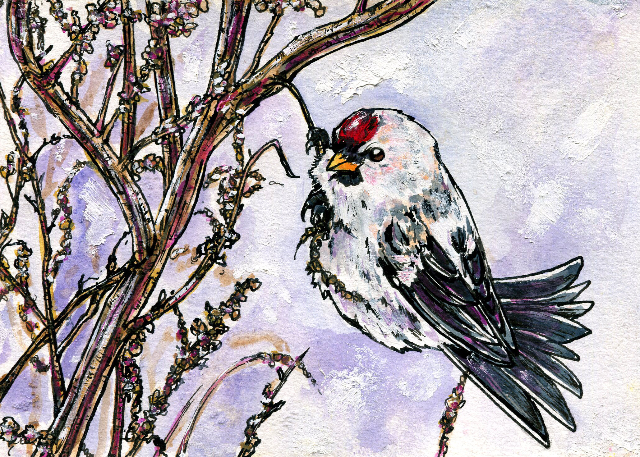 Hoary Redpoll