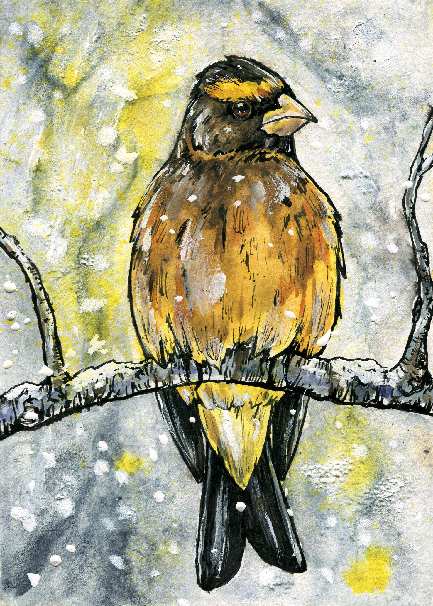 Evening Grosbeak