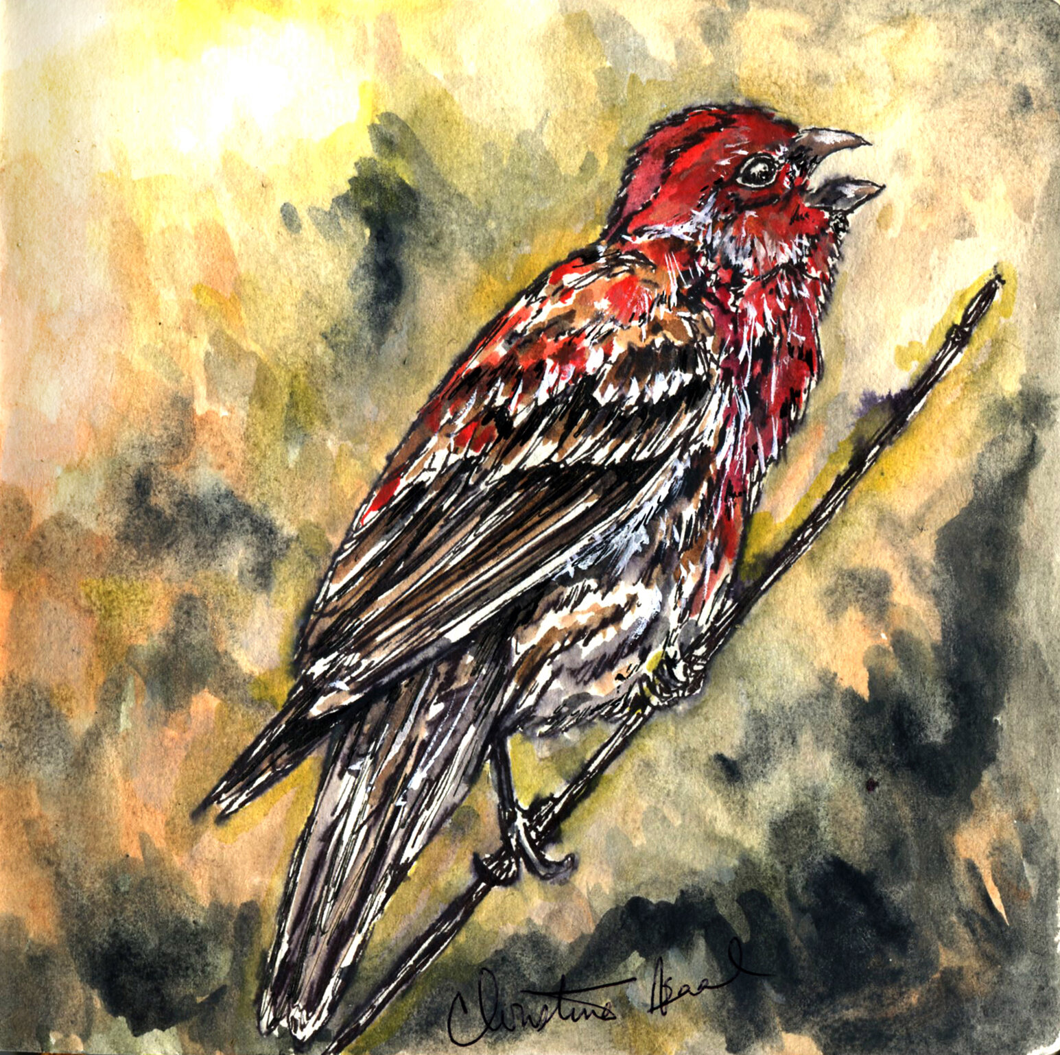 House Finch