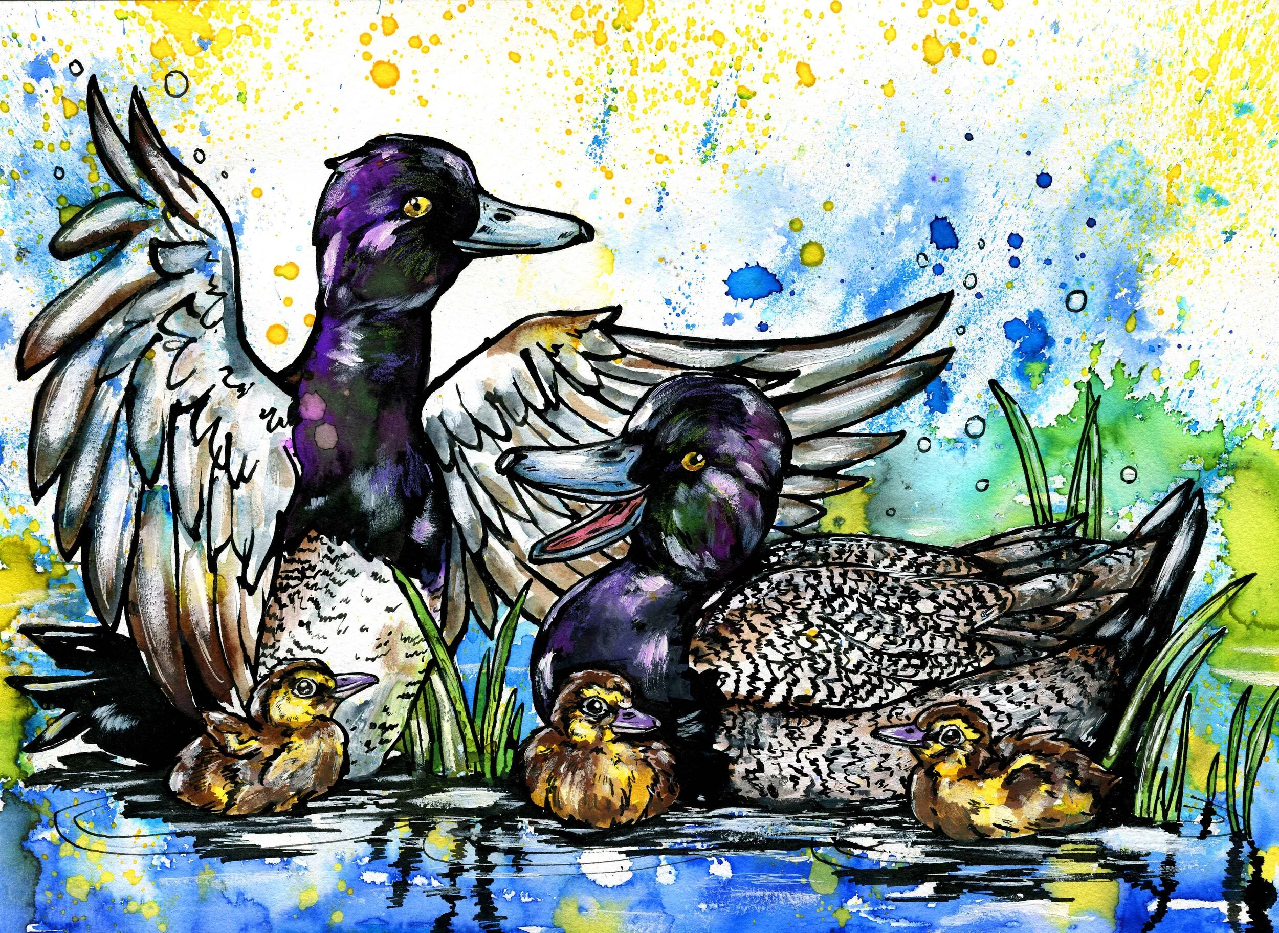 Happy Scaups