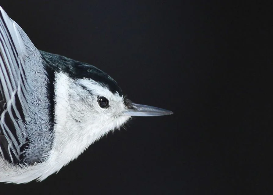 White-breasted Nuthatch