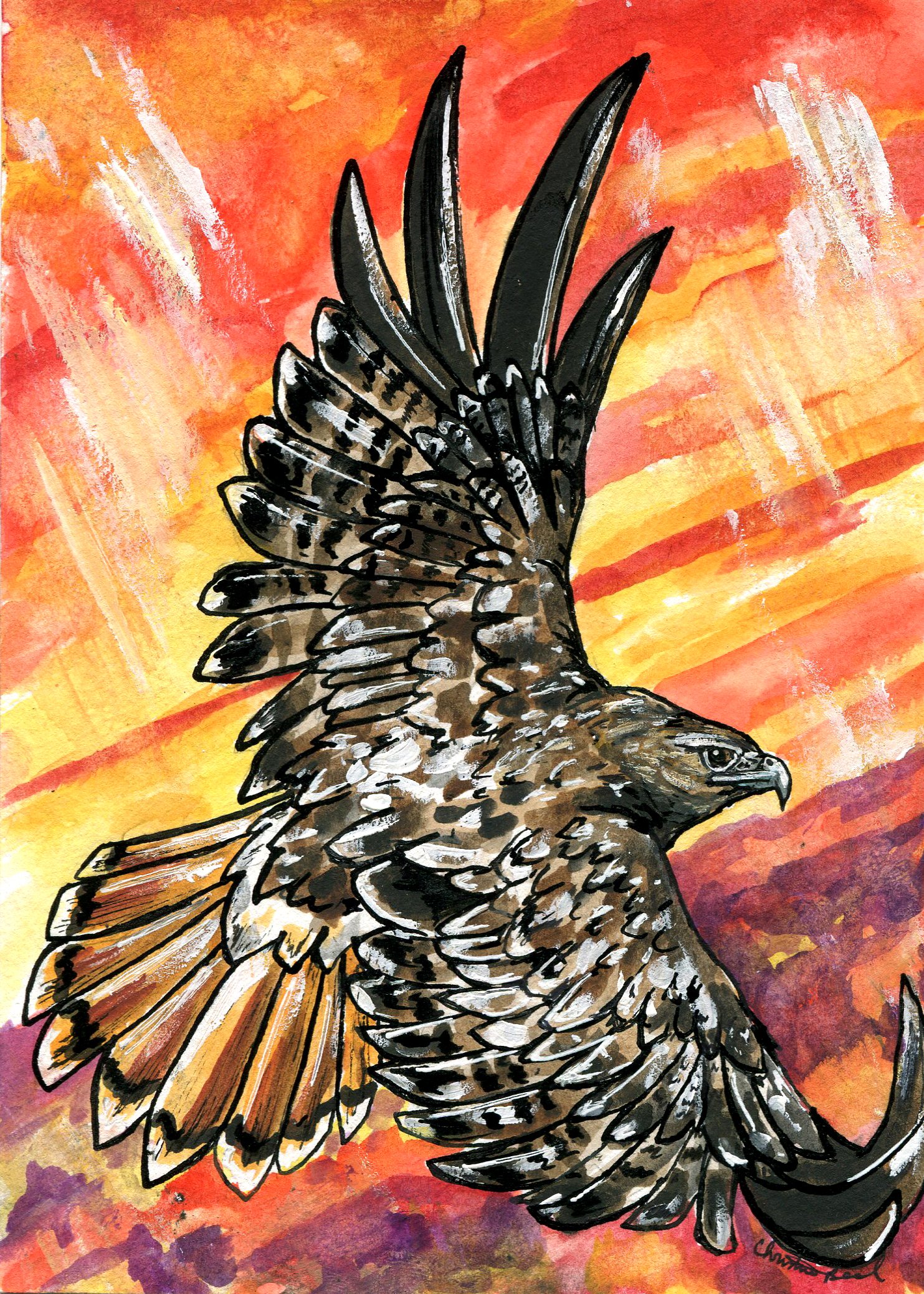 Red-tailed Hawk (Original Available)