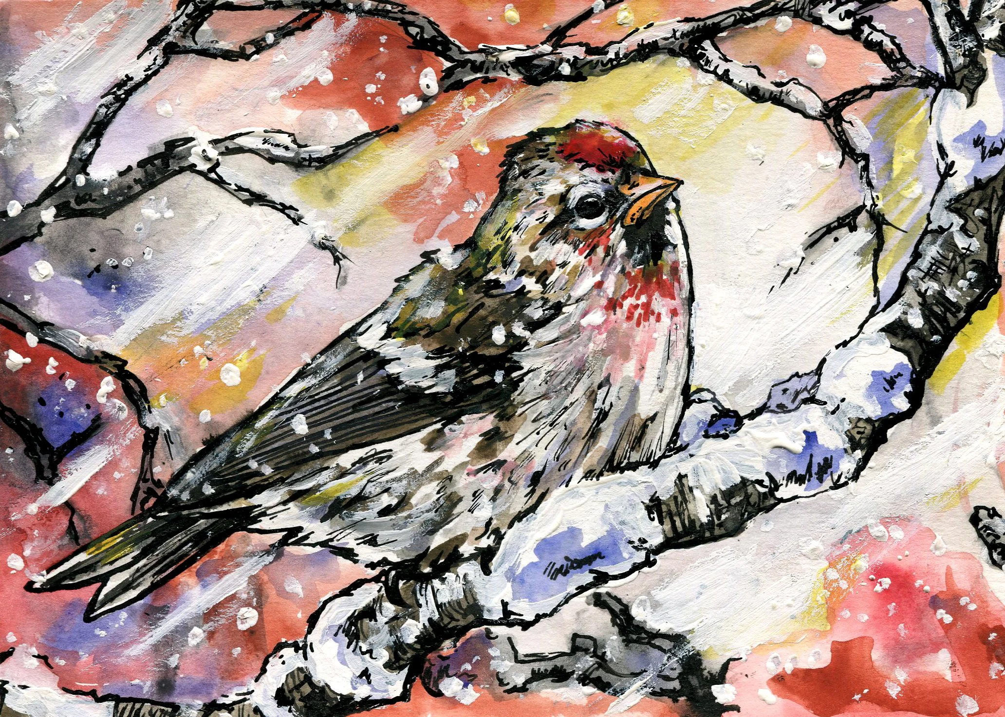 Common Redpoll