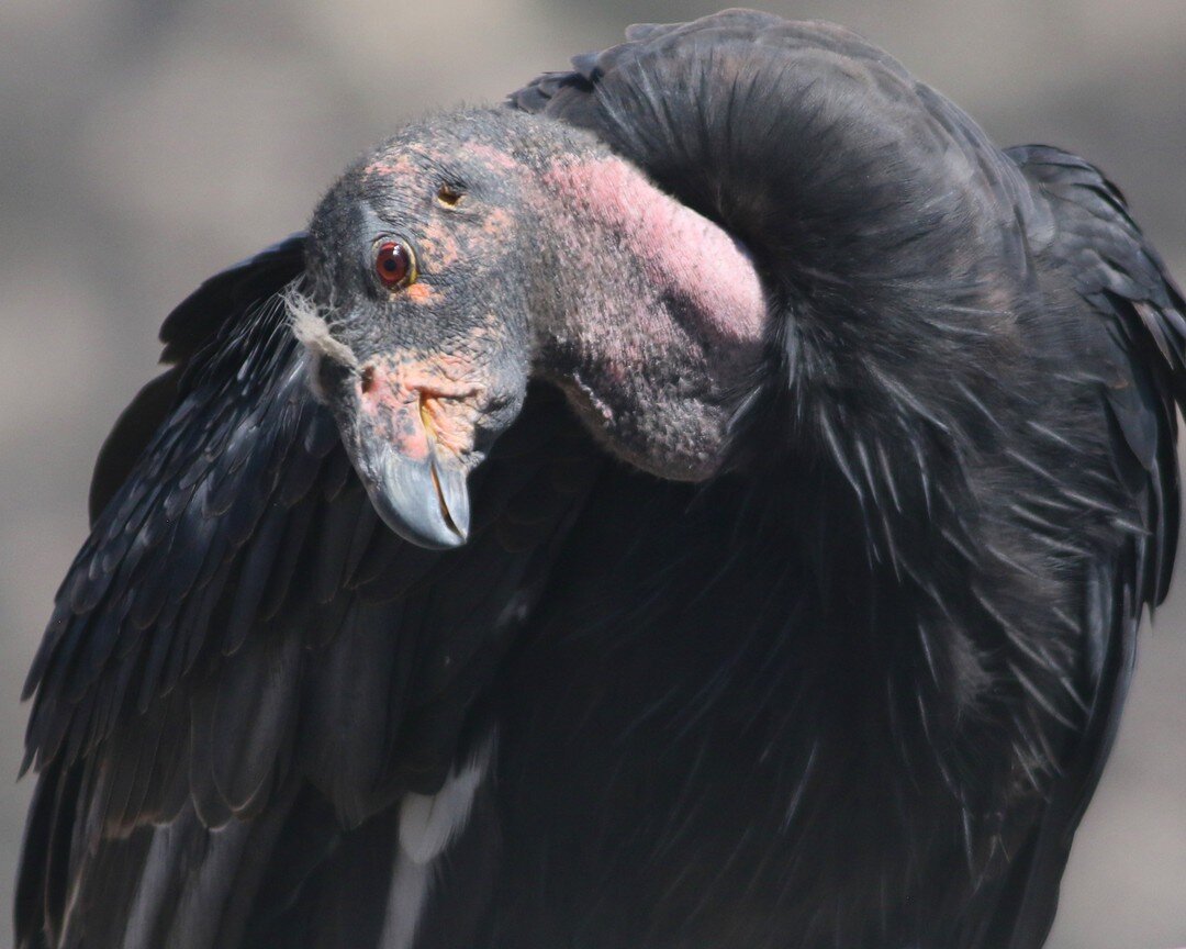 It's already September! Which means it's almost IVAD- International Vulture Awareness Day. To celebrate, I'm going to post some portraits of the condors I get to hang out with while volunteering with @erro.albatross. This is California Condor #38, be