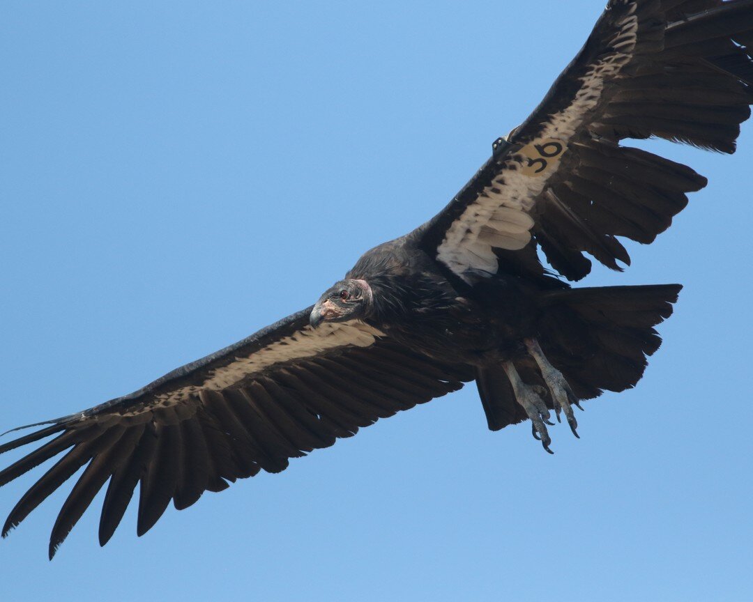 It's almost International Vulture Awareness Day! Here's California Condor #36, in an awesome action pose. By the way, here's something cool- because condors each have a wing tag, you can look them up. Some of them have really fun personalities and na