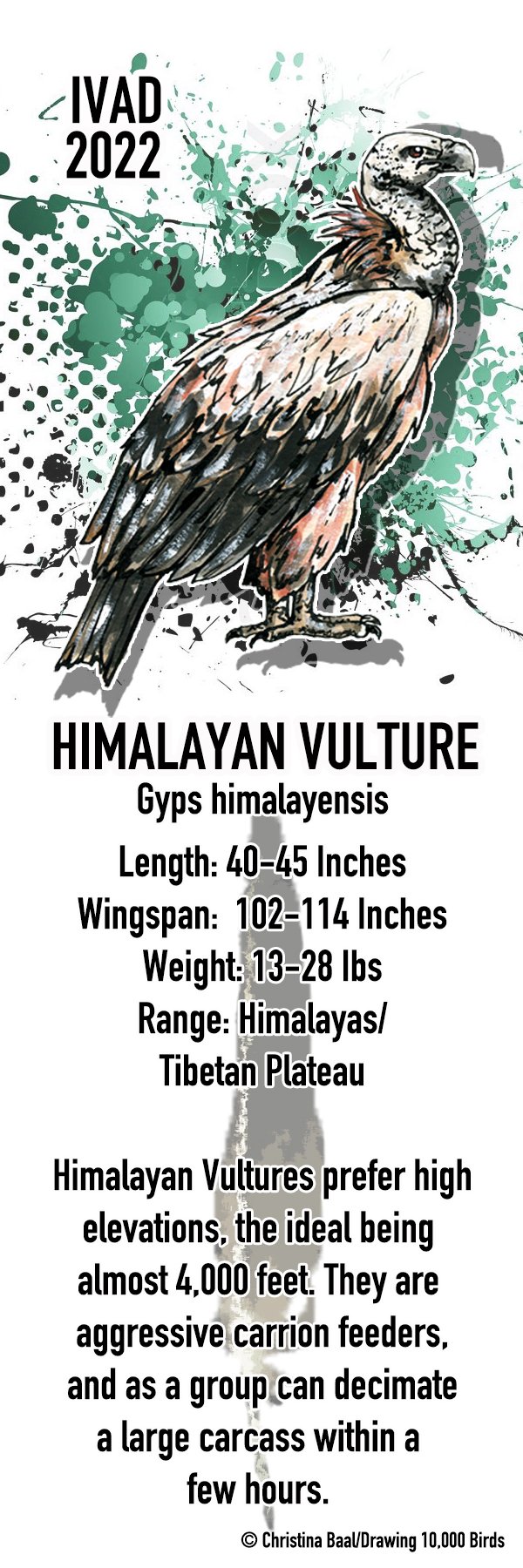 Himalayan Vulture Bookmark.jpg