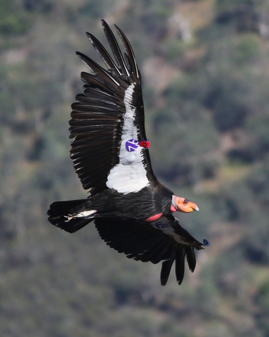 To close out International Vulture Awareness Day, here are some photos of my favorite California Condor in Pinnacles National Park, #692, who I affectionaly call &quot;Park Pirate&quot; because he loves stealing peoples' stuff! Especially hiking pole