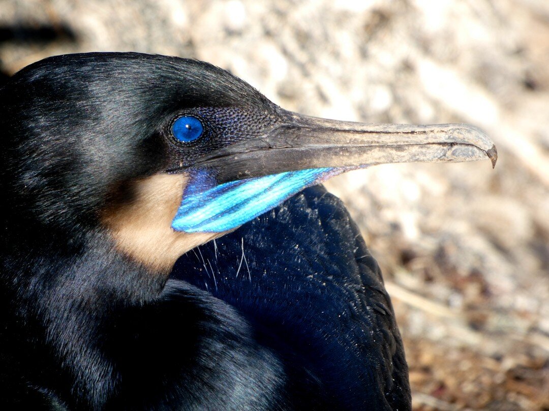 Now this is what the color blue is all about! I mean just look at that eye. And that throat! This Brandt's Cormorant wa in full breeding attire. SO handsome.

#brandtscormorant #cormorants #lajolla #breedingplumage #drawing10000birds #californiabirdi