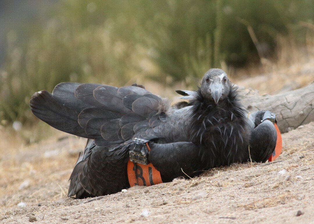 Iniko, the California Condor chick that was rescued from the fires in 2020, is actually part pancake. What a cutie &lt;3 

#iniko #californiacondors #condor #vulture #scavengers #endangered #centralvalley #drawing10000birds