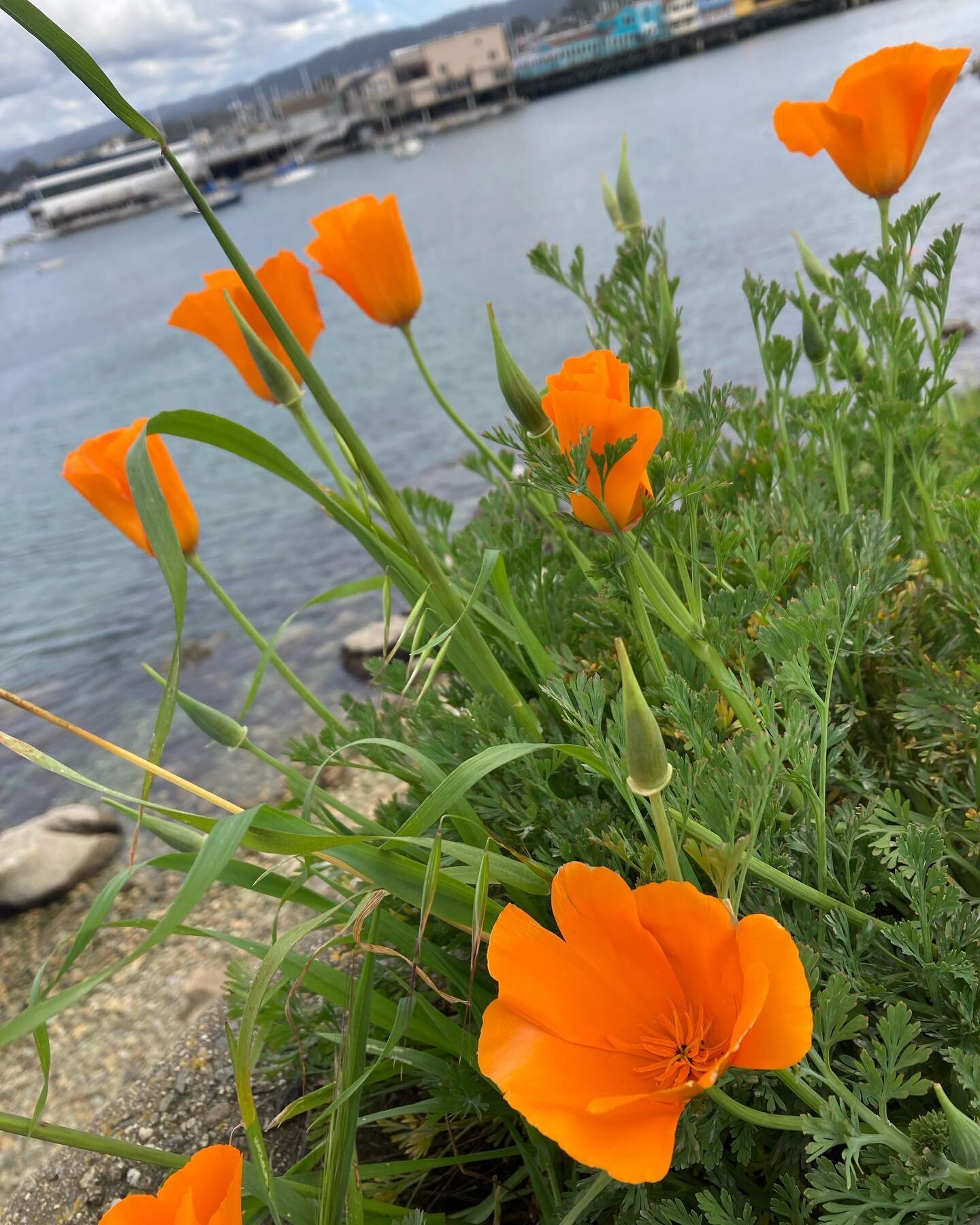 @erro.albatross and I went to Monterey over the weekend before the atmospheric river hit. I&rsquo;m dreading summer, but for now I will say all the green and all the flowers are really beautiful. California Poppies are some of my favorites