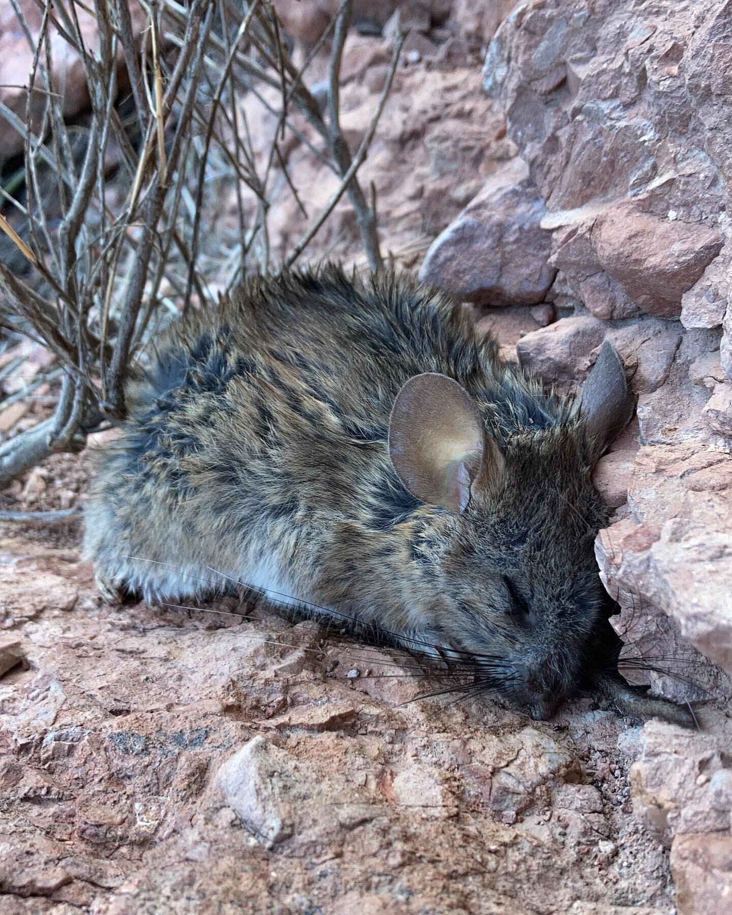 I found this adorable (albeit deceased) pack rat on my walk this evening. It rained so much yesterday that I find myself wondering if the rain was a factor in its death