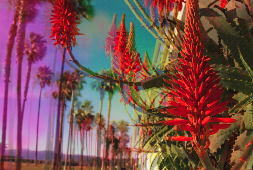 palmtrees-500x336.png
