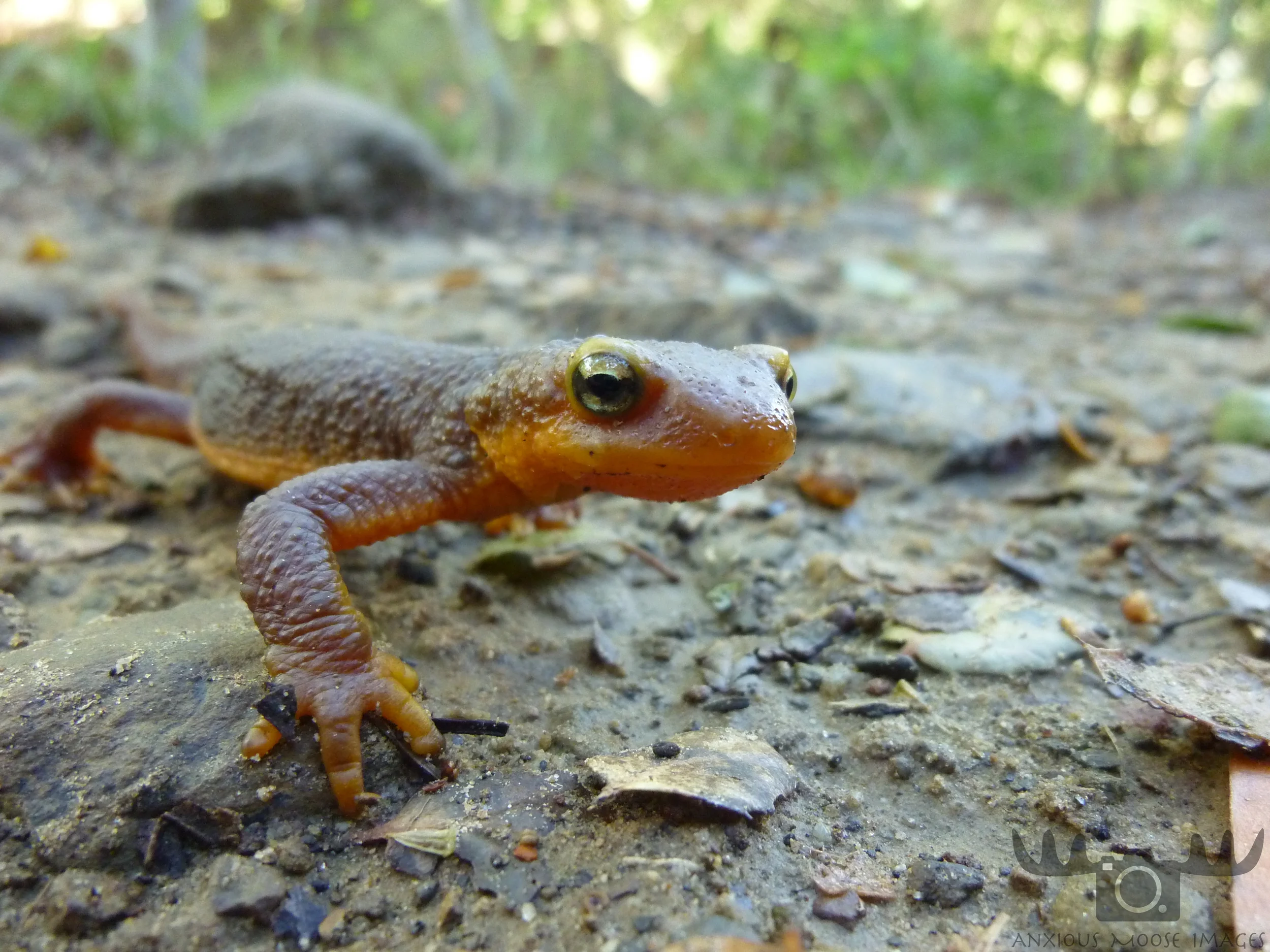 newt_watermarked.jpg