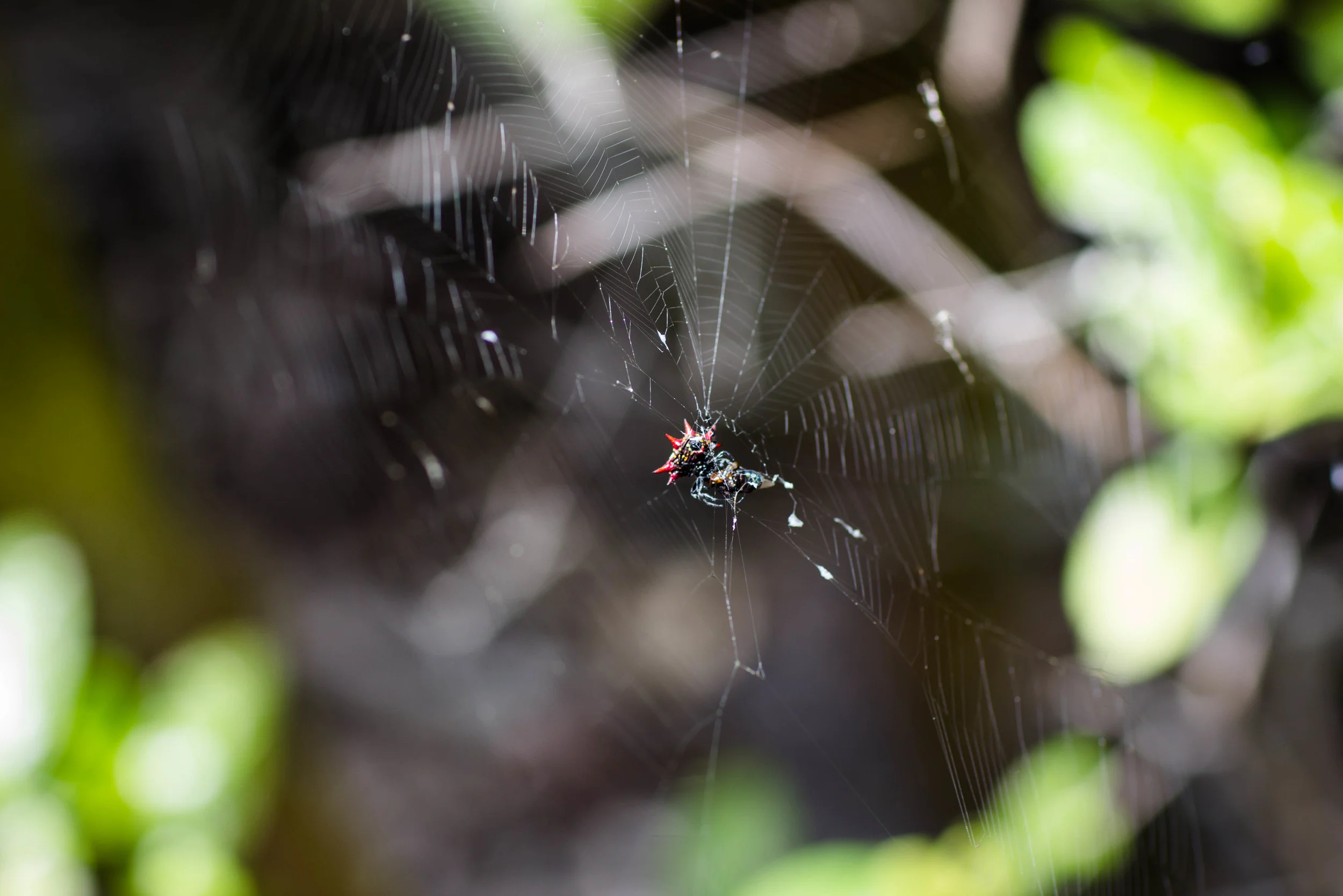 Spiny-Orb Weaver - Key Largo