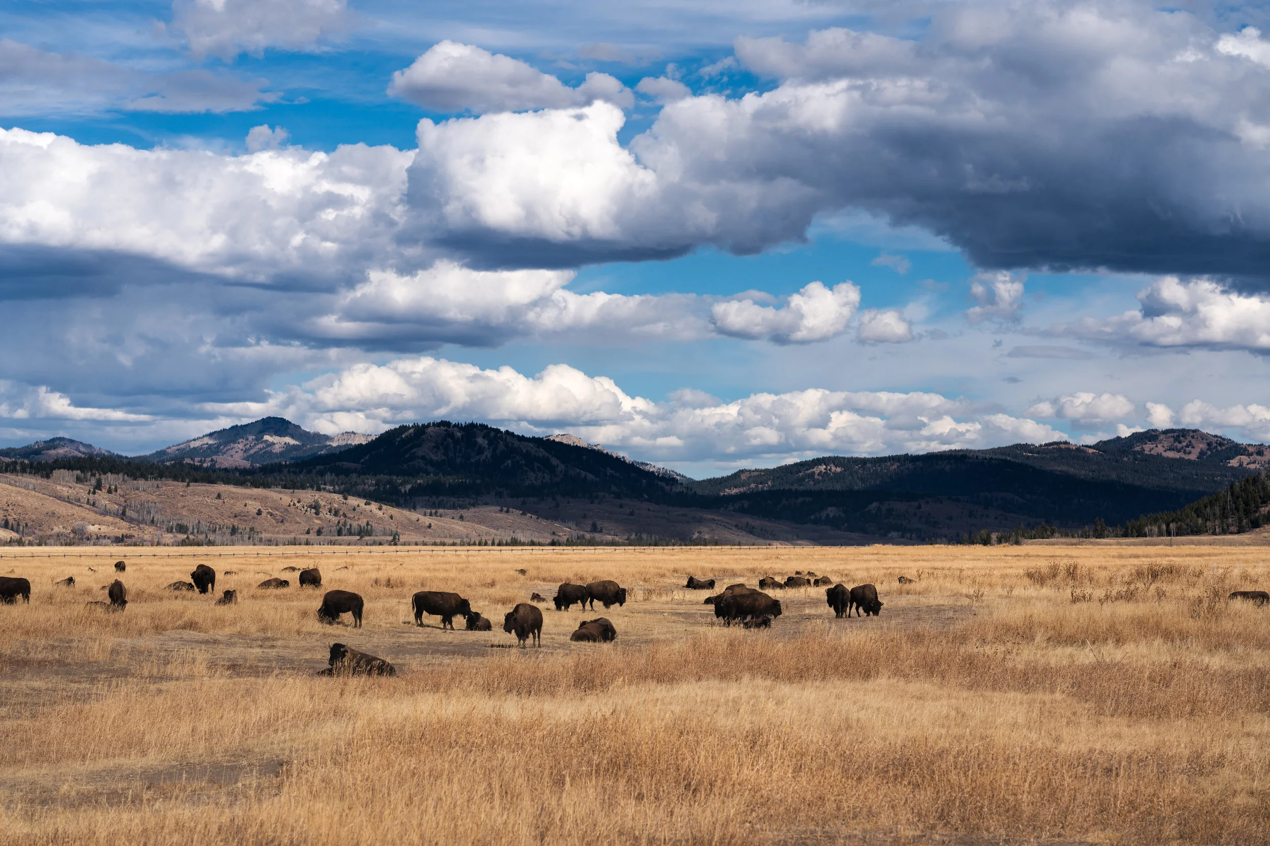 Wyoming_Yellowstone_06336.jpg