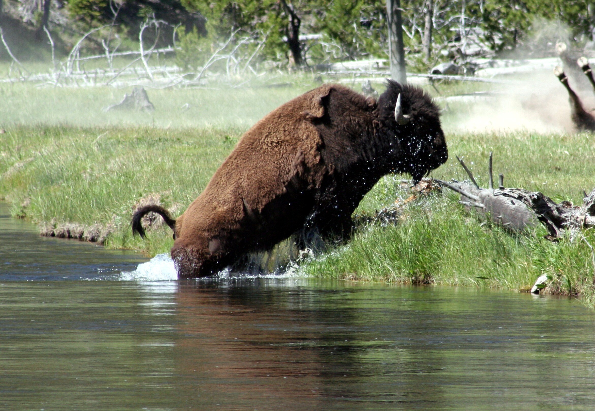 Bison Coming out of River - 01.jpg
