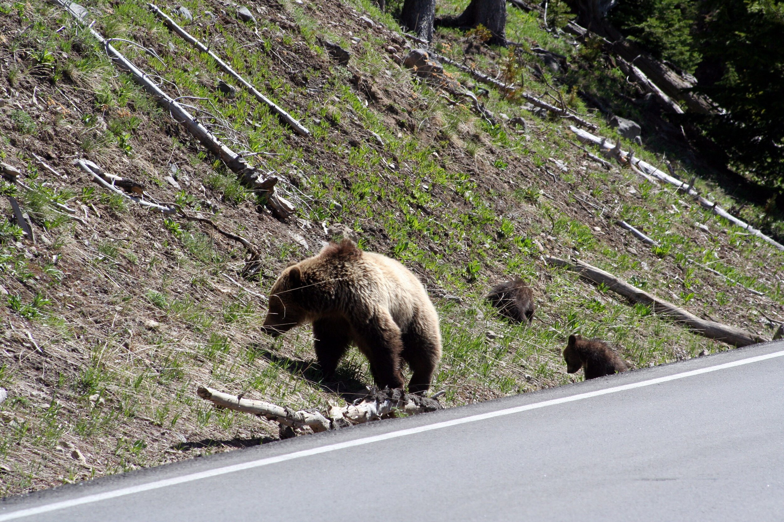 Bear with Cubs on Road - 05.JPG