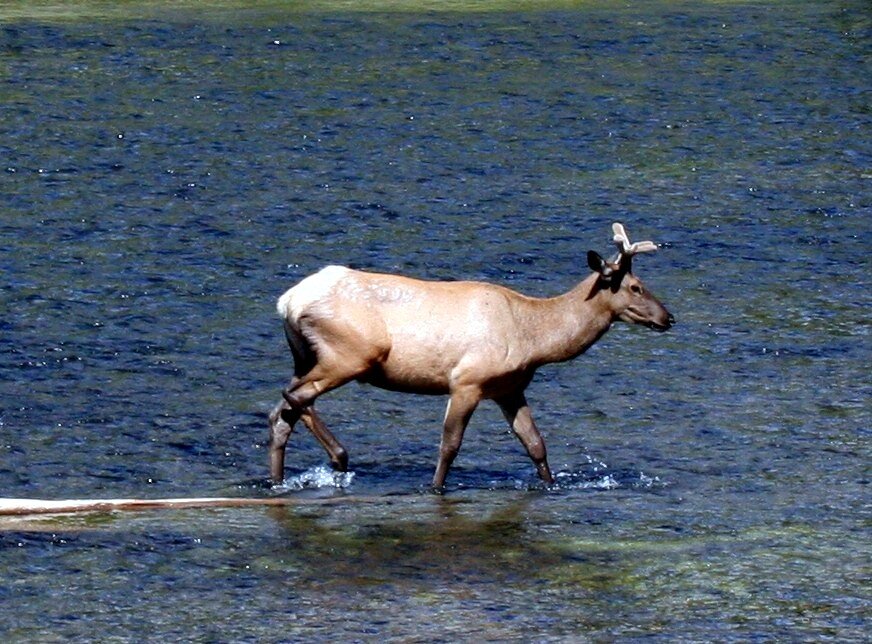 Elk in Water - 01.jpg