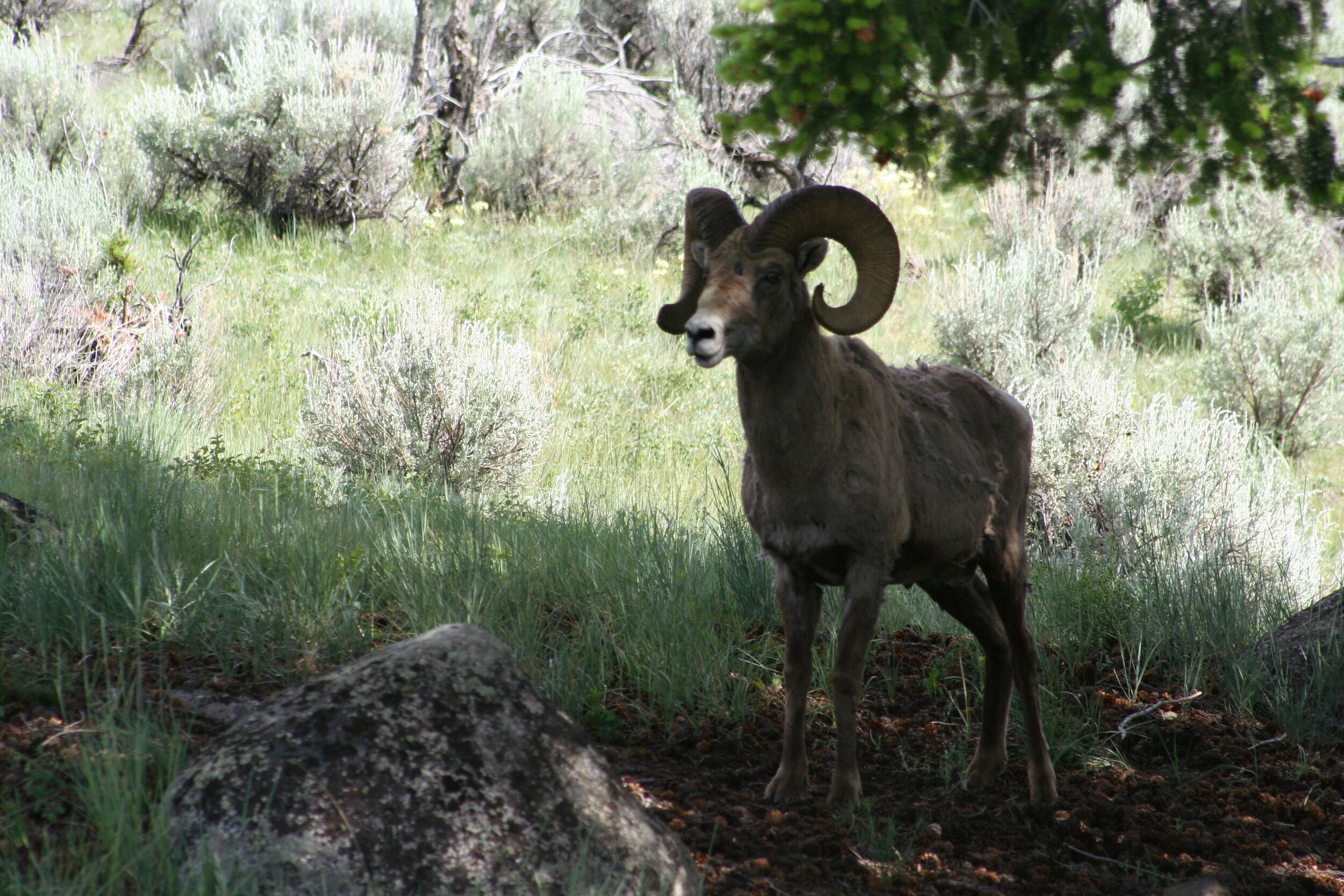 Mountain Goat - 04.JPG