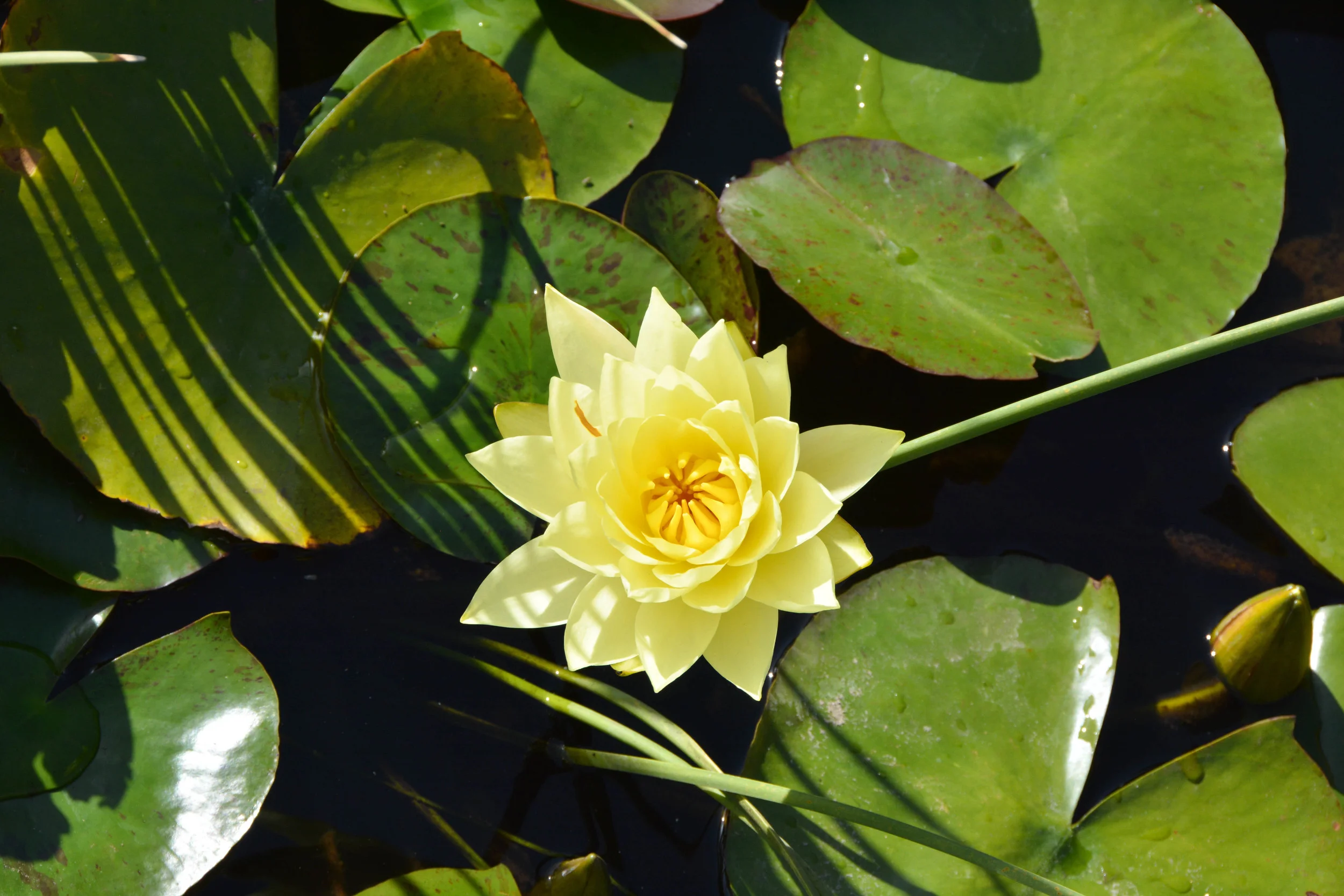 karen-rutherford-lotus-photo18.jpg