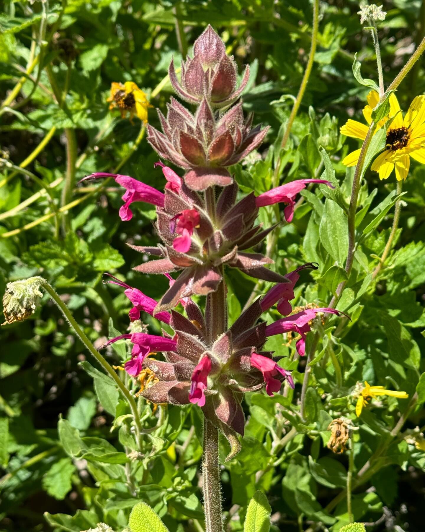 Last bits of Santa Barbara&mdash; a hike in a land trust preserve and a trip to the farmers market where we purchased some interesting mushrooms! We are eating a lot less meat these days and mushrooms provide us with an umami flavor &mdash; along wit