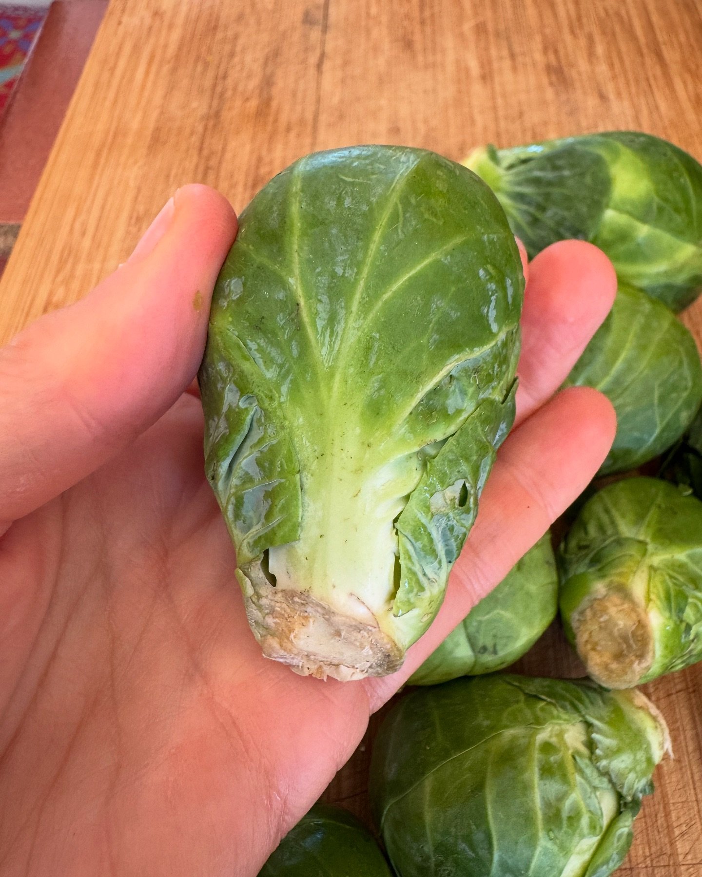 Local sprouts and homegrown rosemary and chilis&mdash; it is all so amazing! Do you eat local? How do you nourish mind body spirit through food? #local #seasonal #garden #homegrown #wellness ##womenshealthcoach #heal #positivenutritionmindbodyspirit 