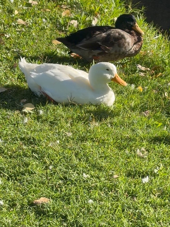 Beautiful moments before a busy work day&mdash; I try to walk at our city park and community garden in the  morning to see what&rsquo;s growing and to say good morning to the ducks. I try to do this at least 4 days per week right after waking up&mdas