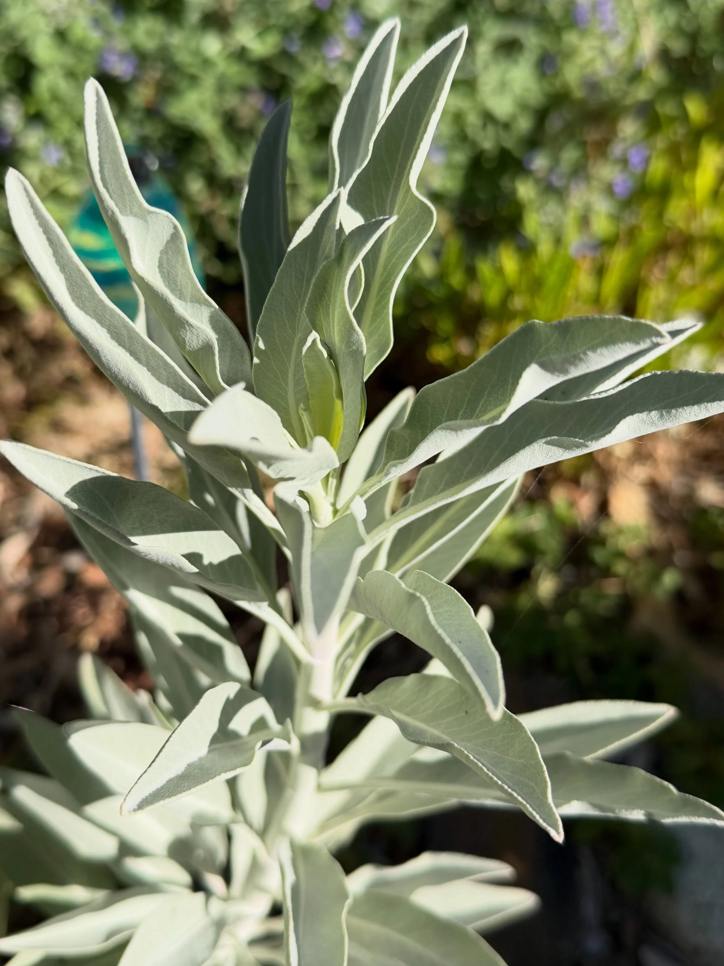 Bits of life this fall with the lingering taste of summer. The leaves in the mountains are beginning to change but it&rsquo;s still warm in the Owens Valley. 

Pictured: Ceremonial sage (Salvia apiana), A quick healthy lunch in the garden, zesty zinn
