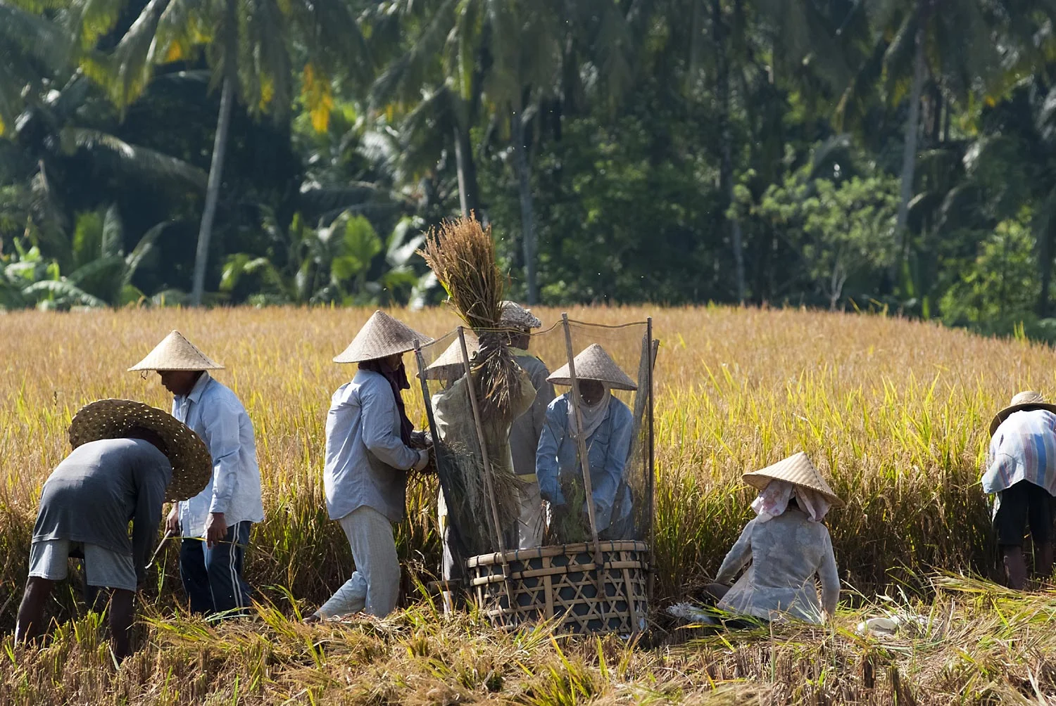 Harvest time | Gianyar, Bali