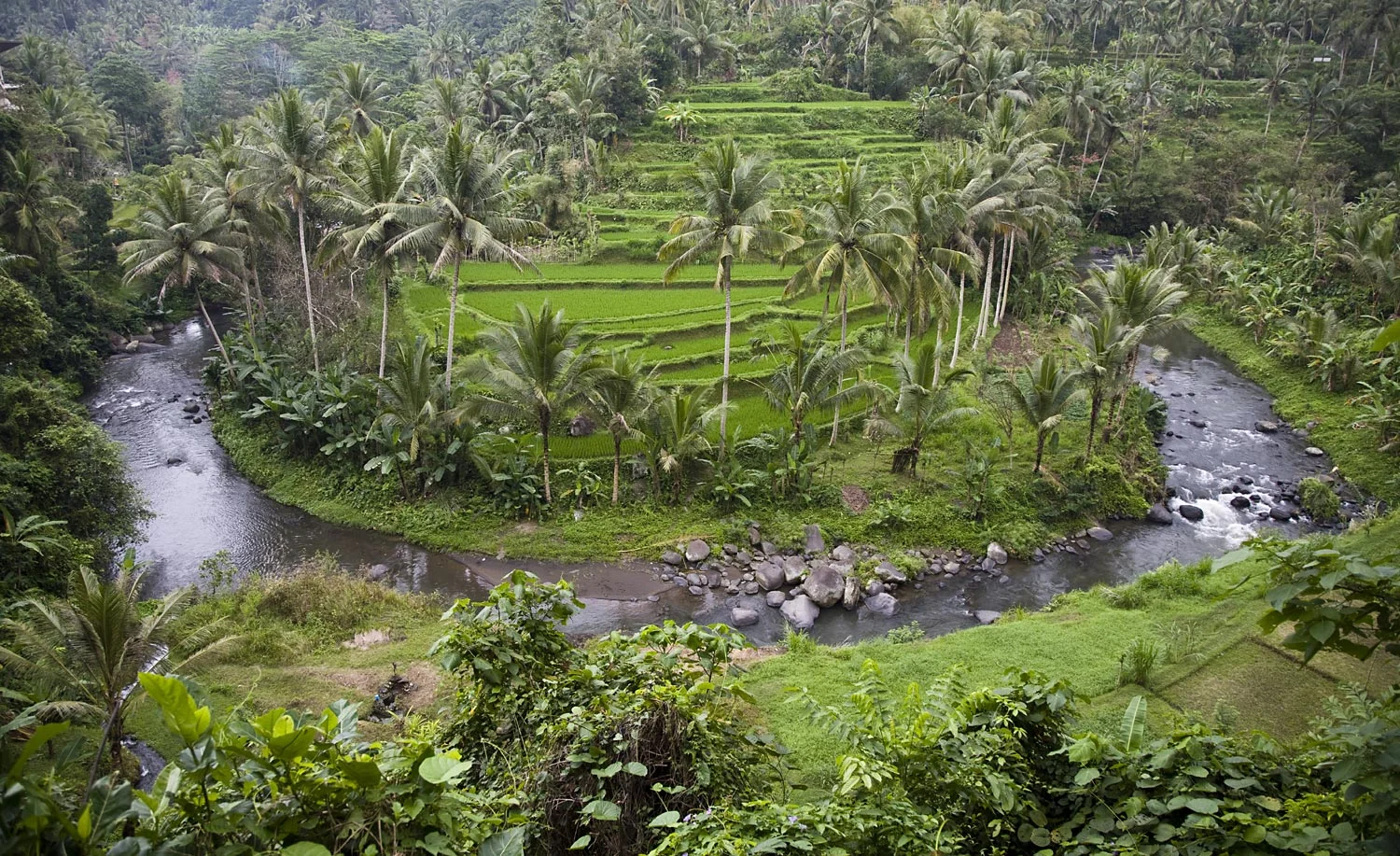 Stunning ricefields and the Ayung River | Gianyar, Bali