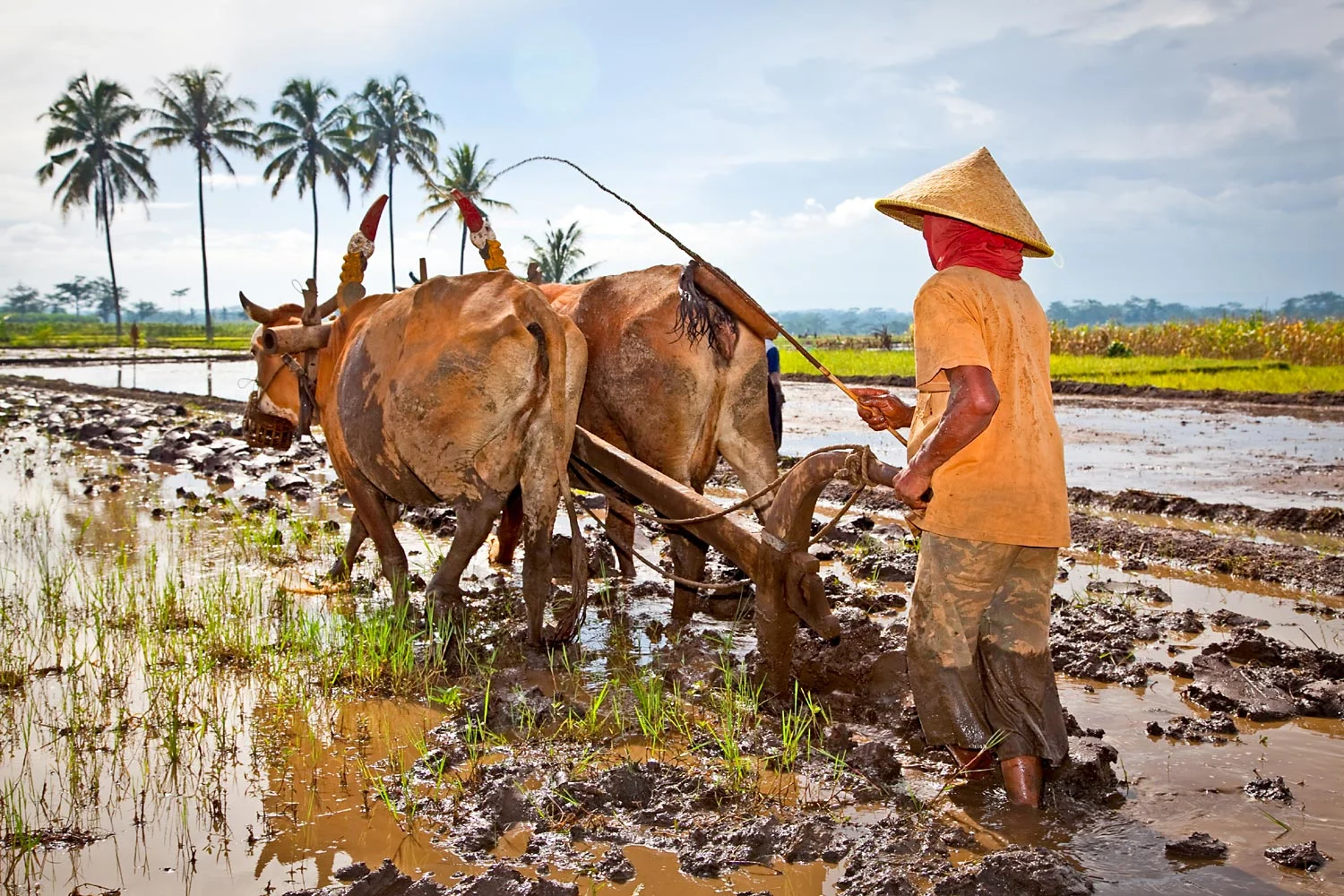 The Ancient and traditional ways still alive today | Bali