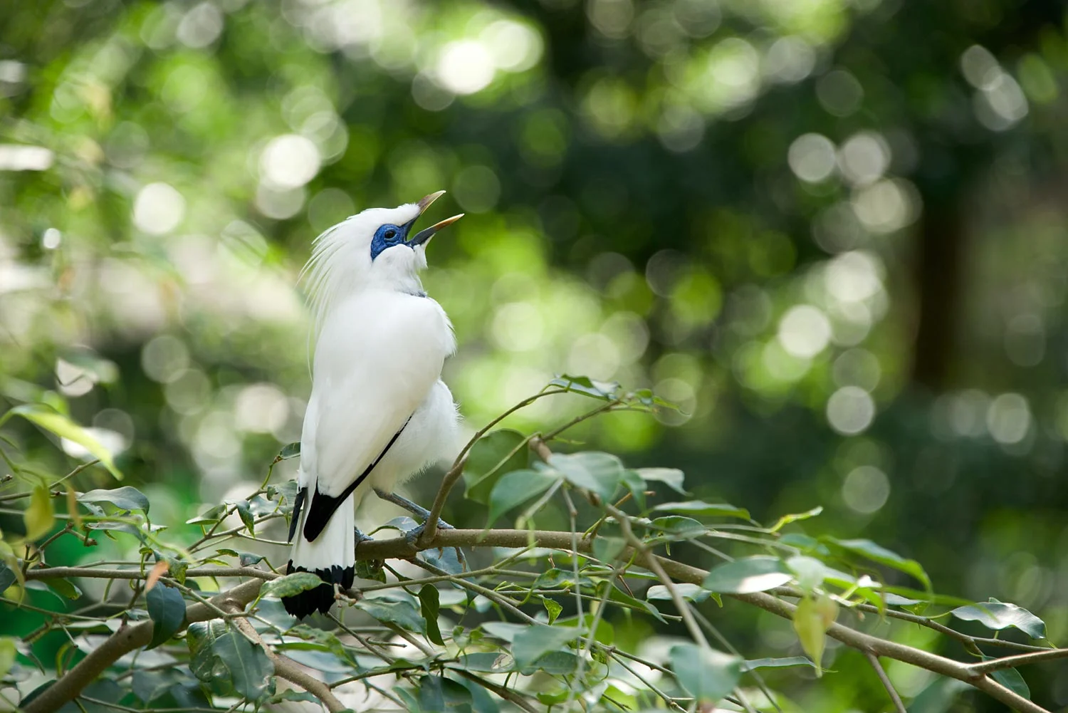 Bali-myna-bird-66046156.jpg
