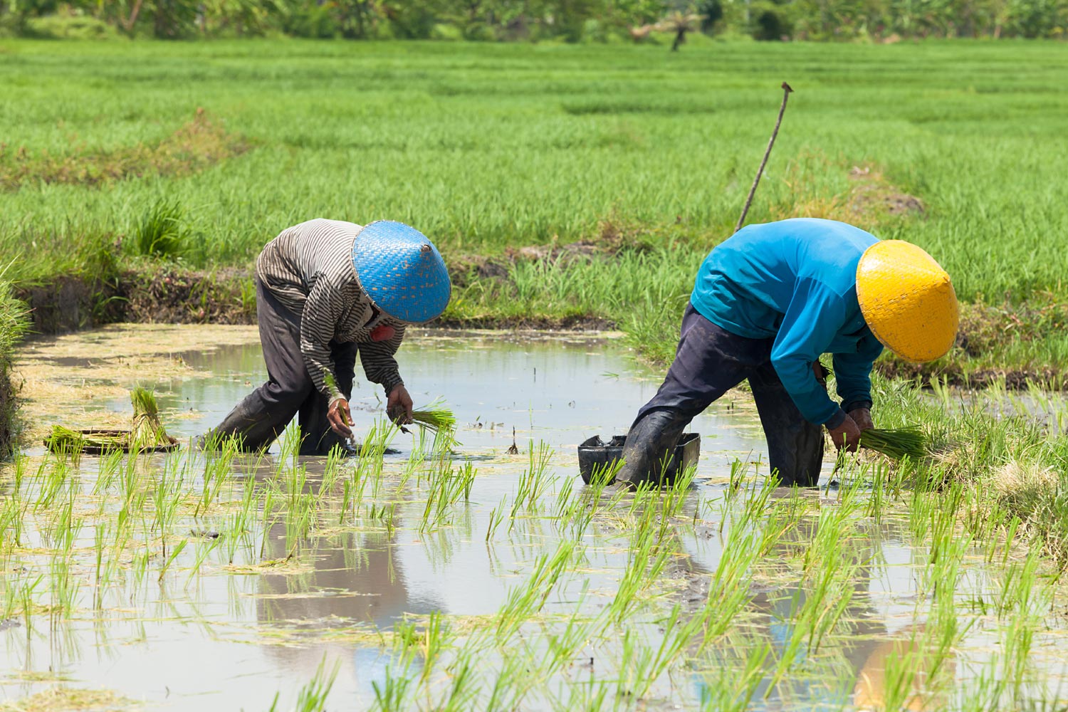 Rice-farme-40282714.jpg